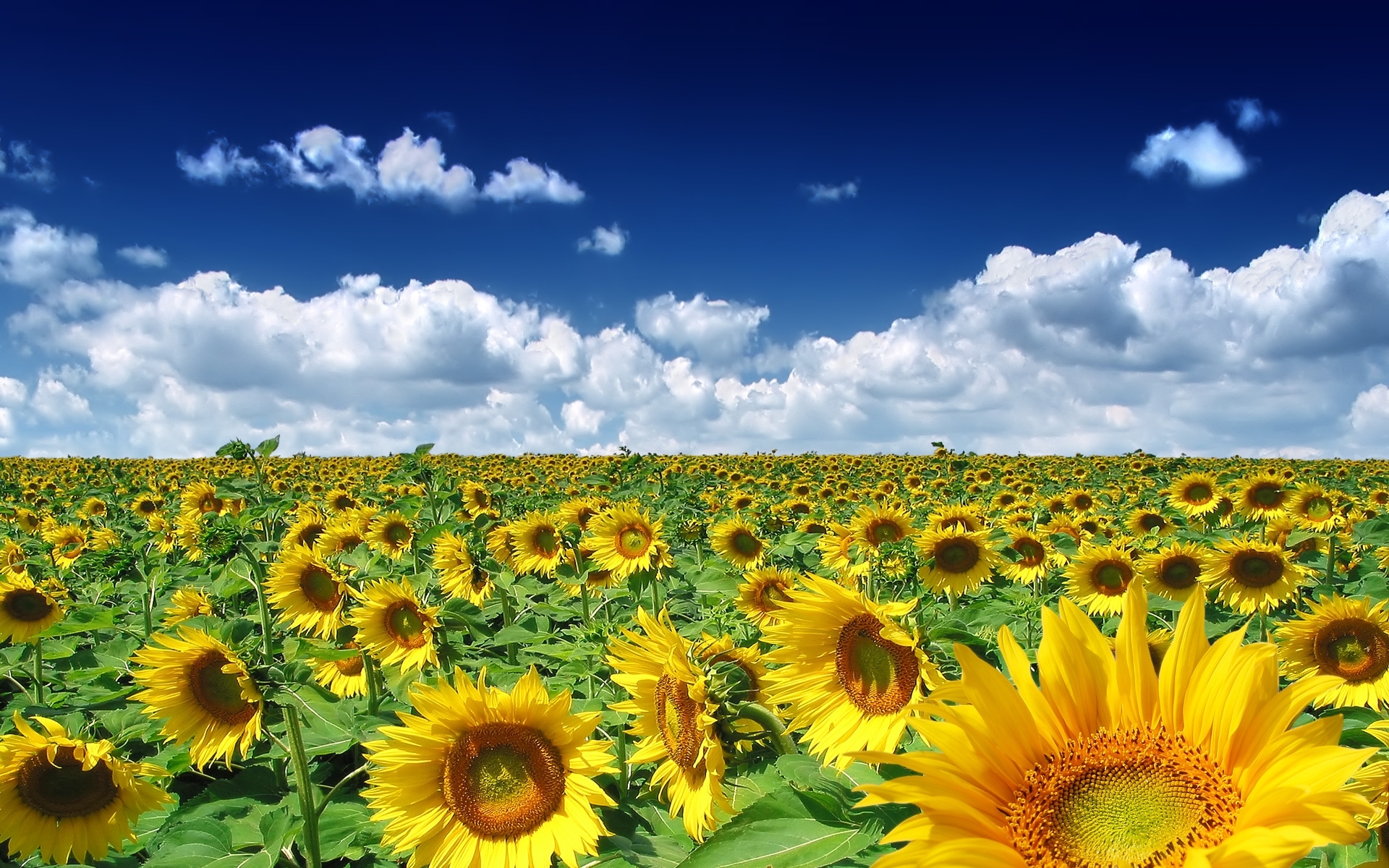 landscape, sunflowers, sky, plants, blue