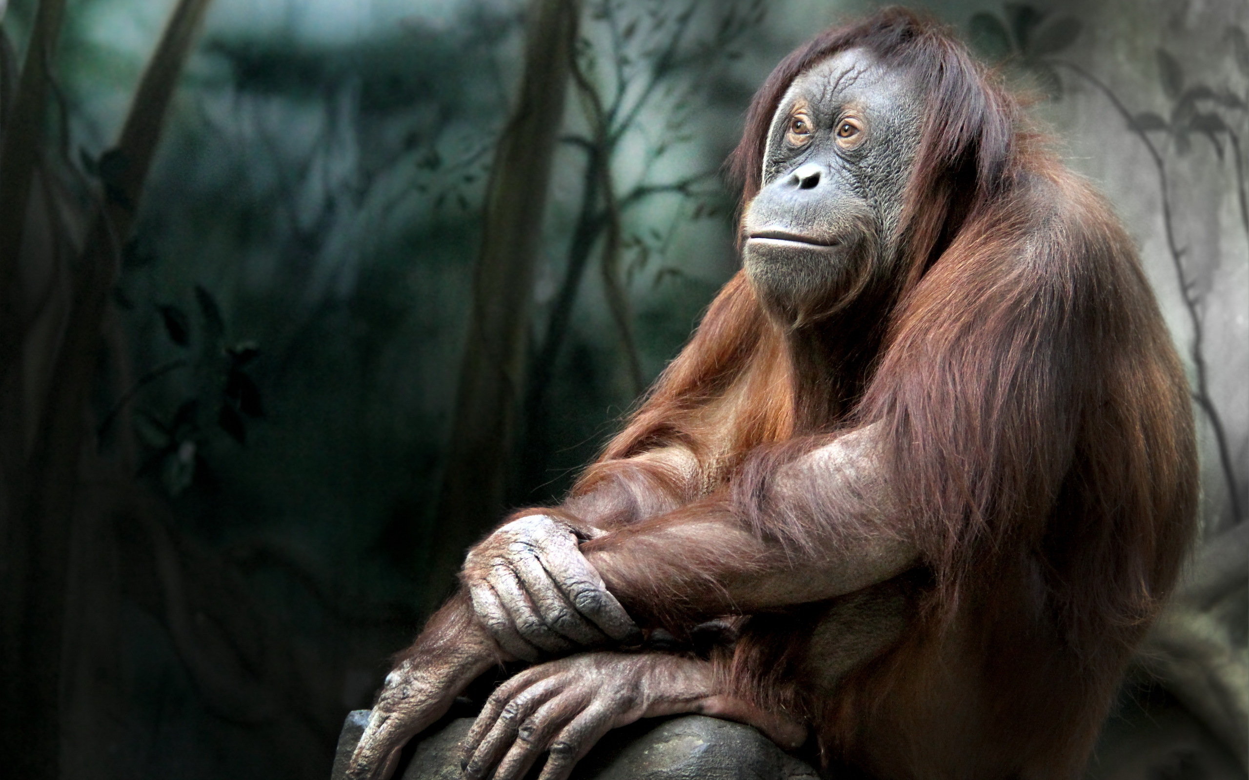 355110 télécharger l'image singes, animaux, orang outan - fonds d'écran et économiseurs d'écran gratuits