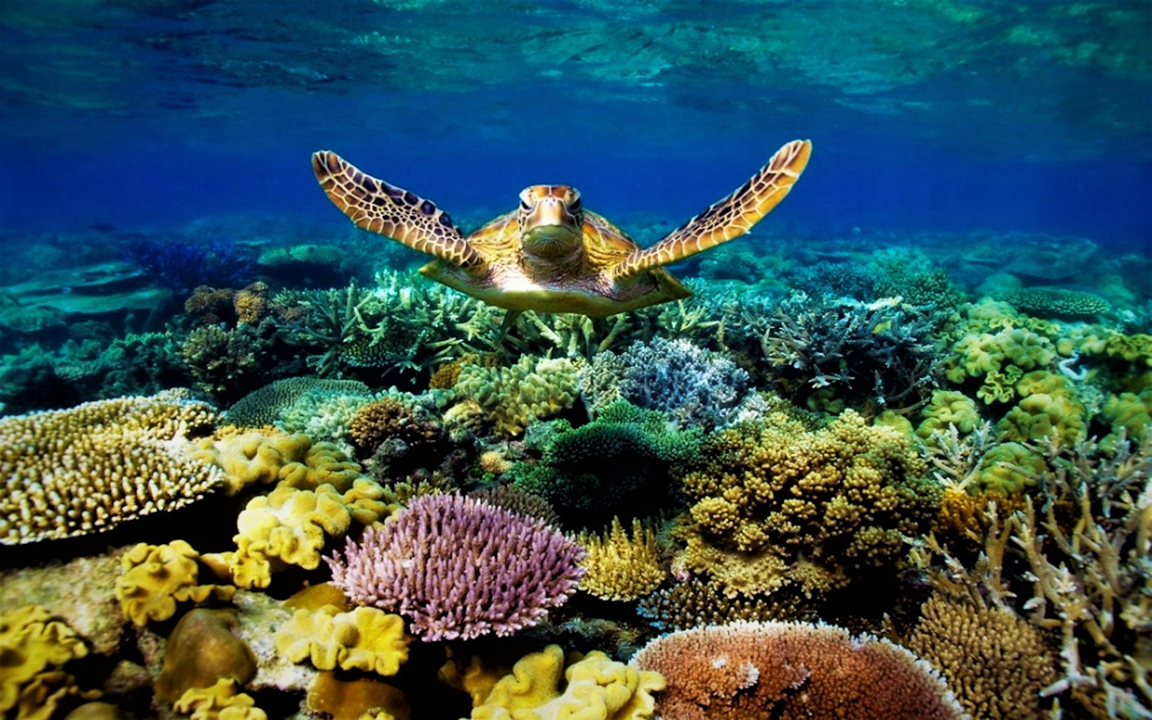 sea turtle, animal, underwater cell phone wallpapers