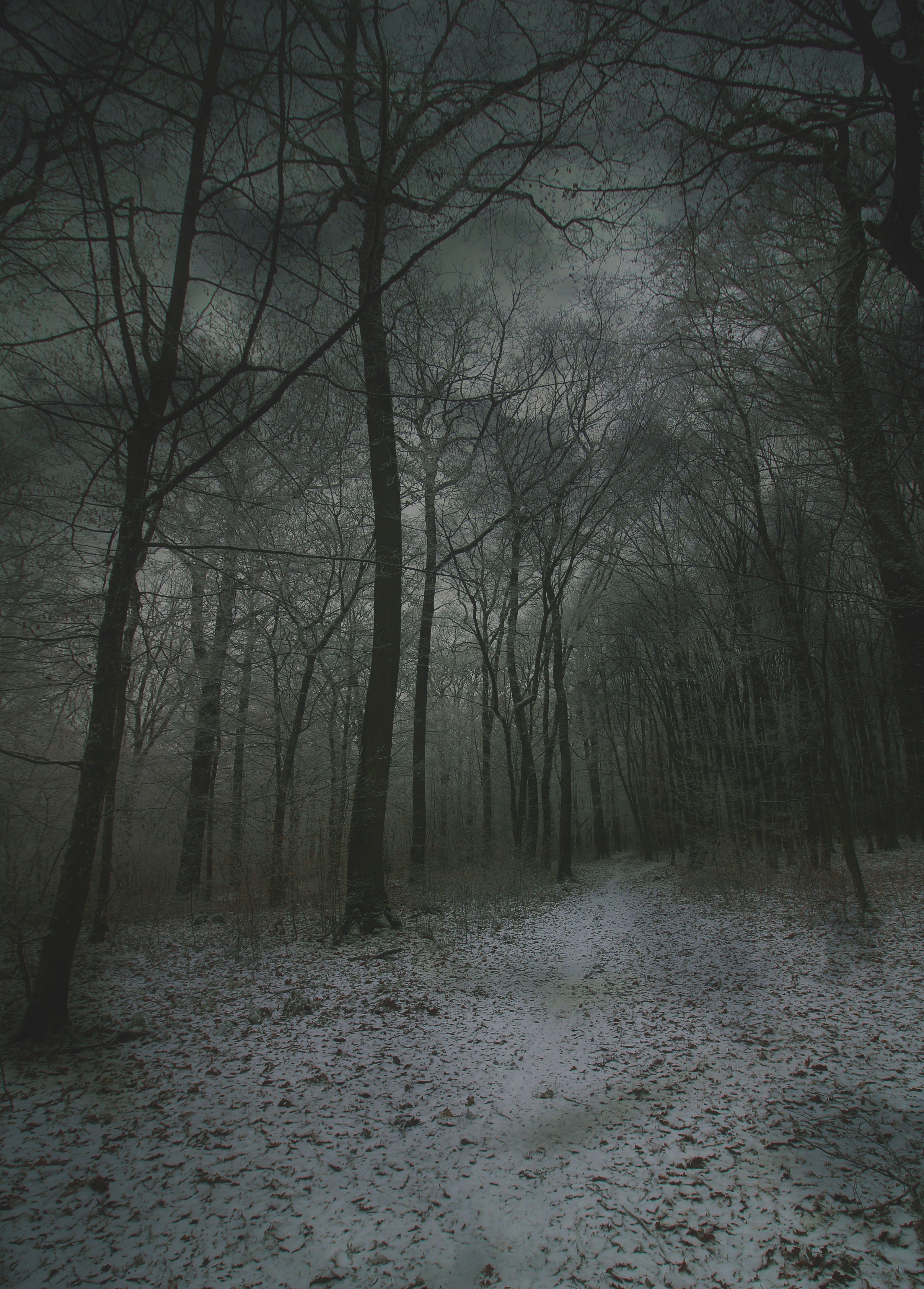 fog, path, autumn, forest, nature, winter, snow