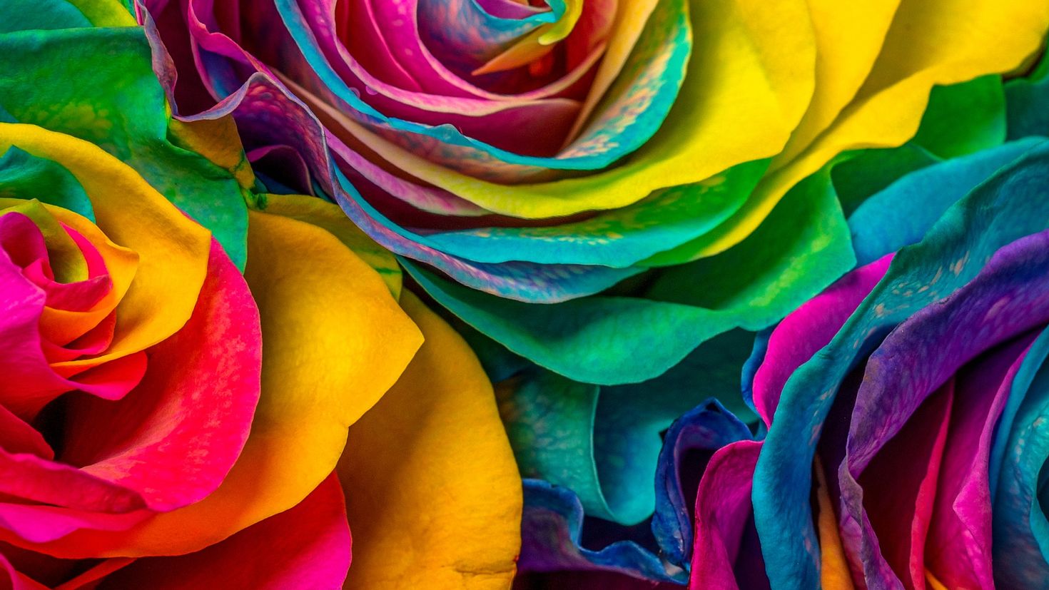Сделай цвет разноцветным. Разноцветные цветы. Разноцветные розы. Красивые разноцветные.