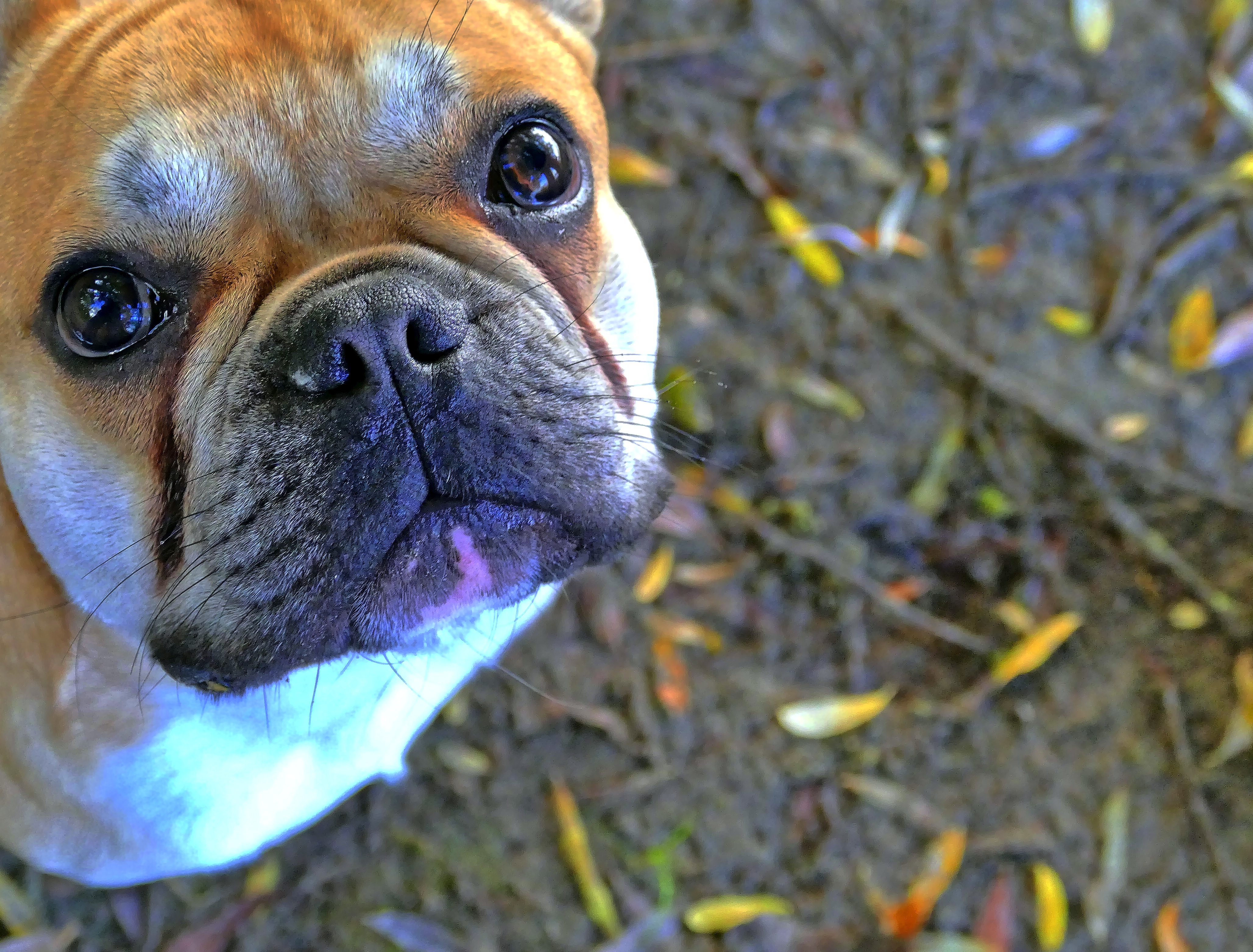 Laden Sie das Schnauze, Bulldogge, Bulldog, Französische Bulldogge, Tiere, Hund-Bild kostenlos auf Ihren PC-Desktop herunter