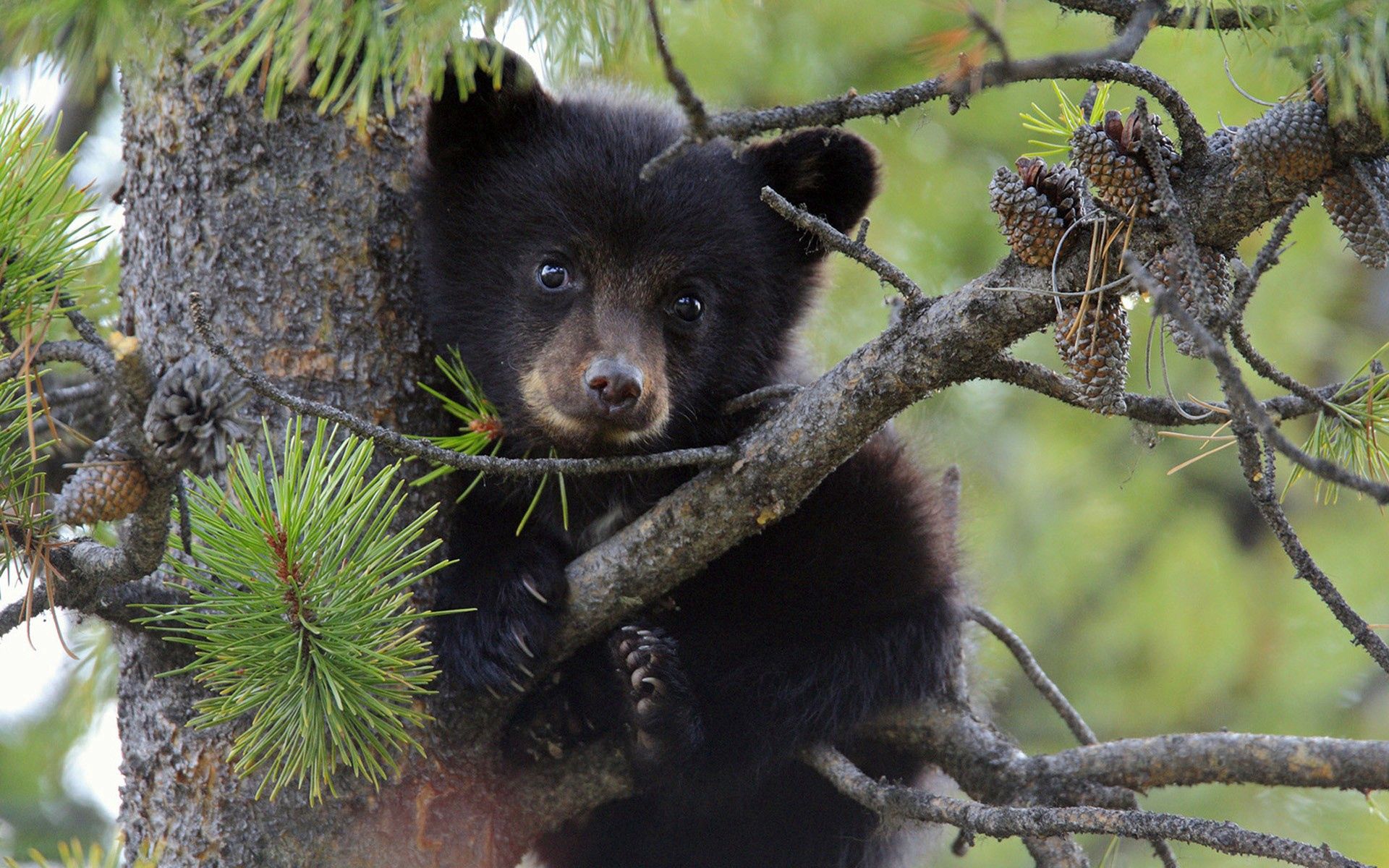 animals, wood, young, tree, branches, bear, spruce, fir, joey download HD wallpaper