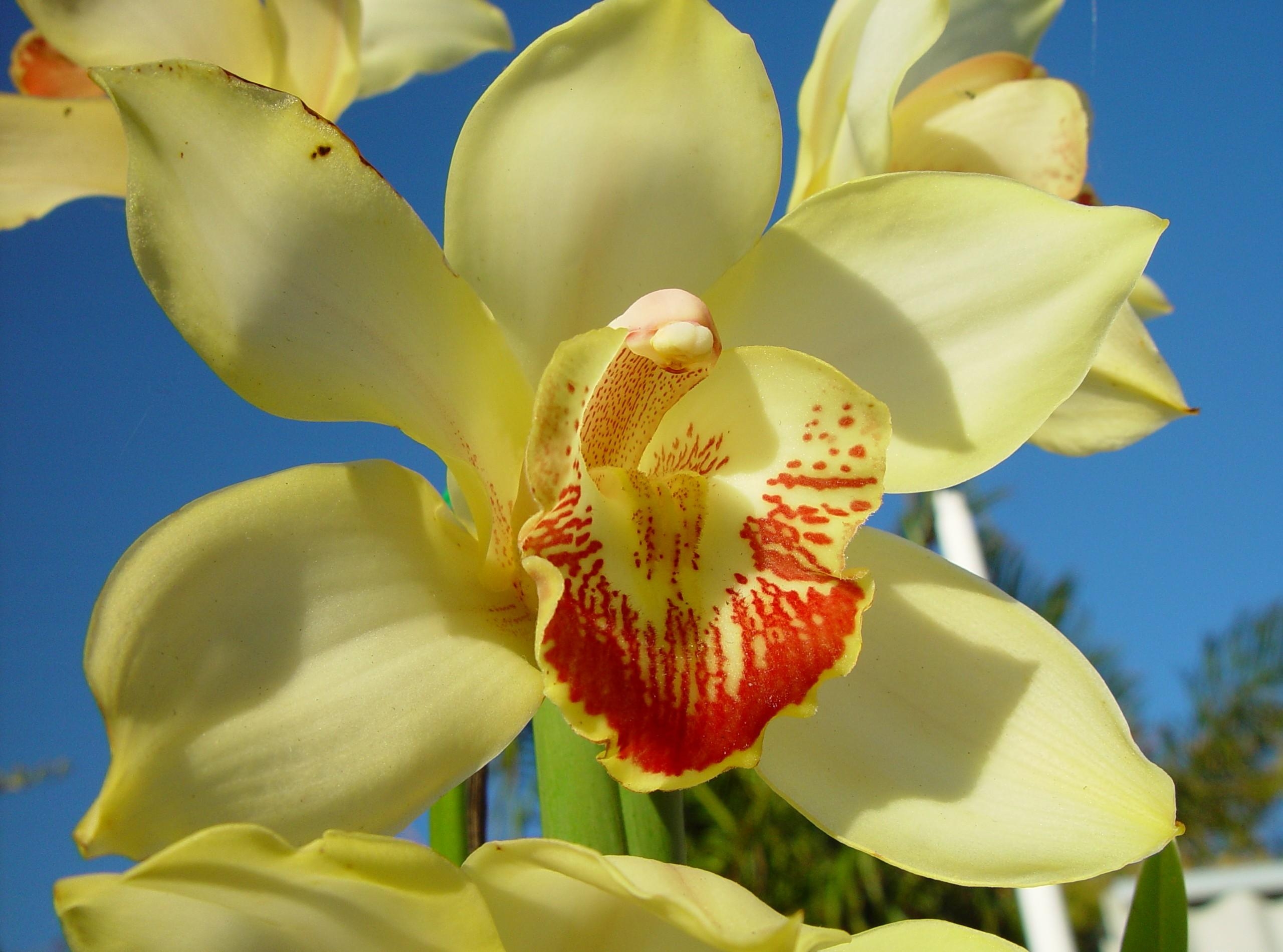 Handy-Wallpaper Orchid, Nahaufnahme, Orchidee, Sky, Blume, Nahansicht, Hell, Blumen kostenlos herunterladen.