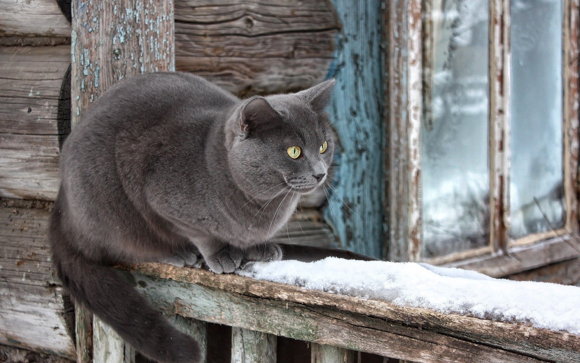 animals, snow, sit, cat, window sill, windowsill, expectation, waiting