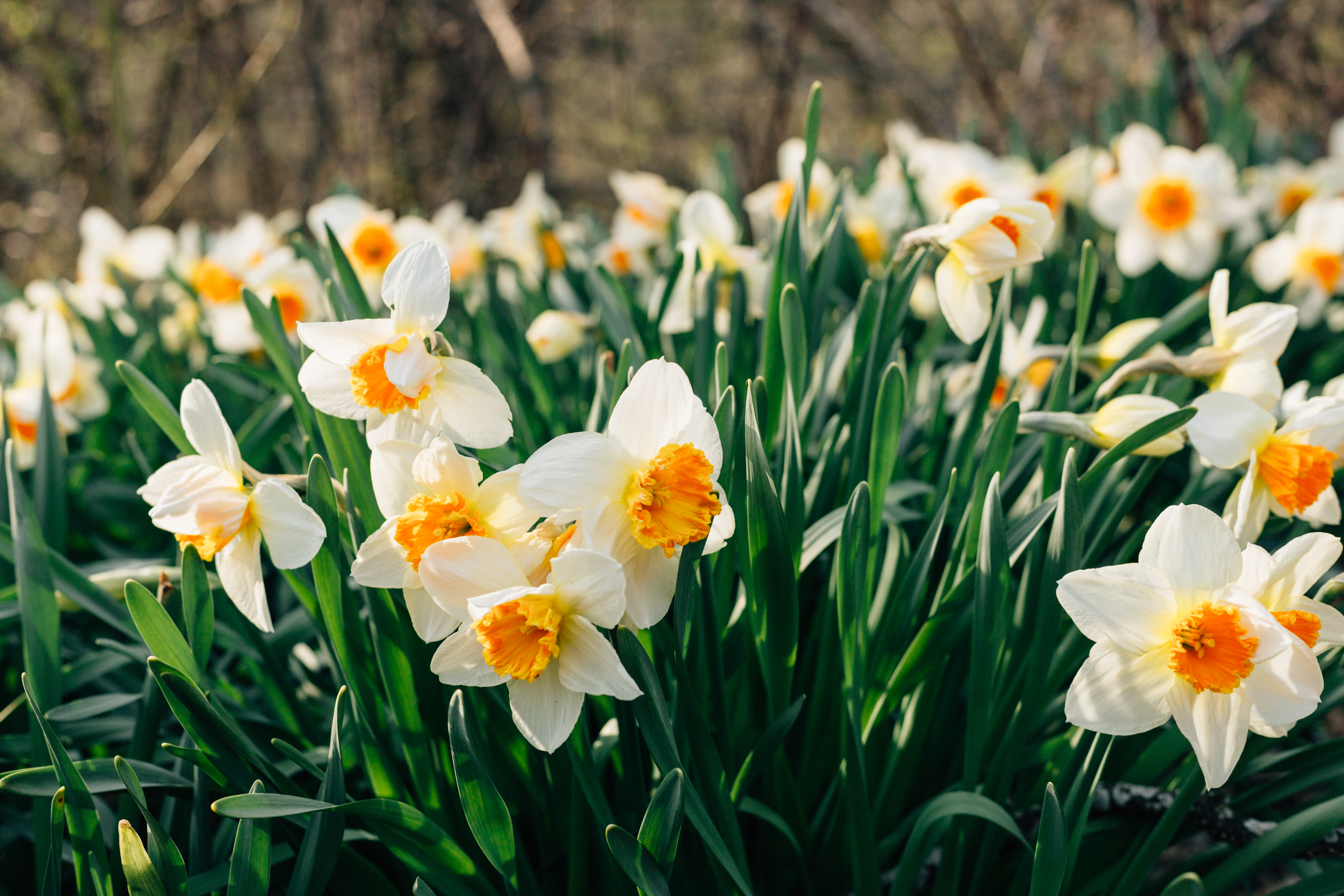 Free download wallpaper Narcissussi, Flowerbed, Flower Bed, Flowers on your PC desktop