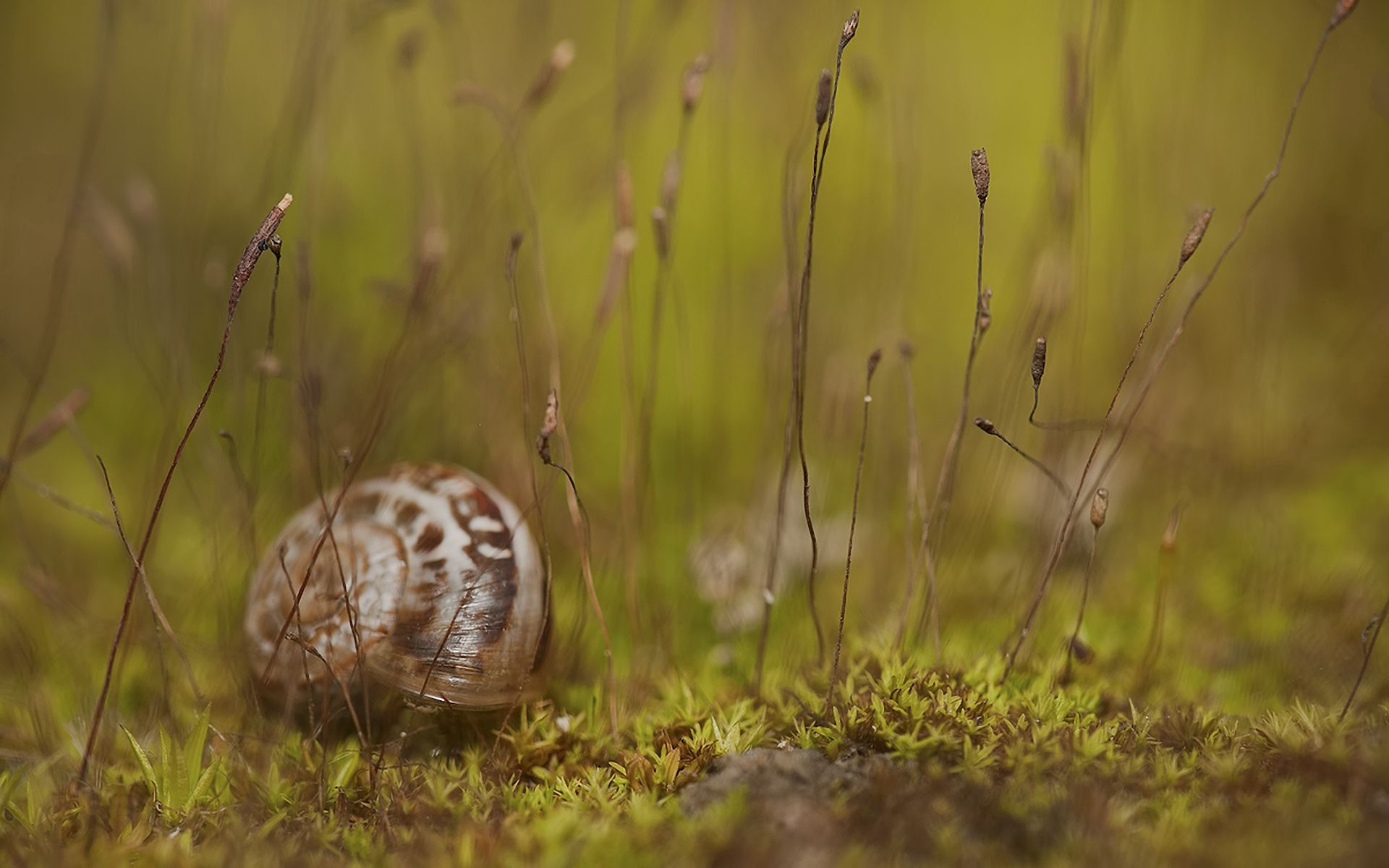 animals, grass, snail, carapace, shell