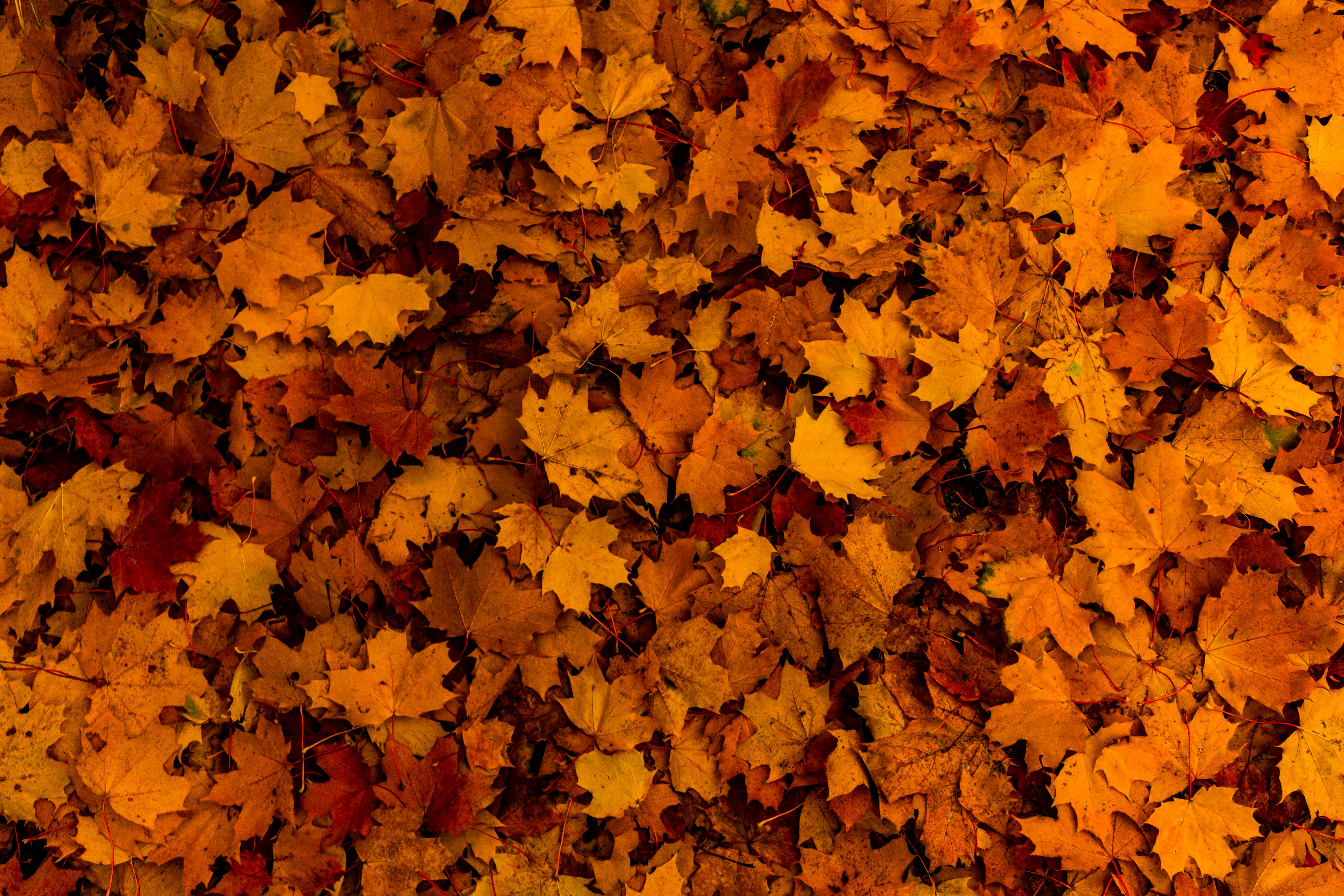 Handy-Wallpaper Natur, Blätter, Herbst kostenlos herunterladen.