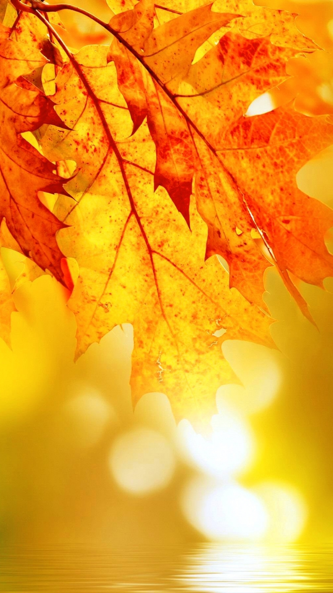 Download mobile wallpaper Nature, Leaf, Fall, Earth, Bokeh for free.