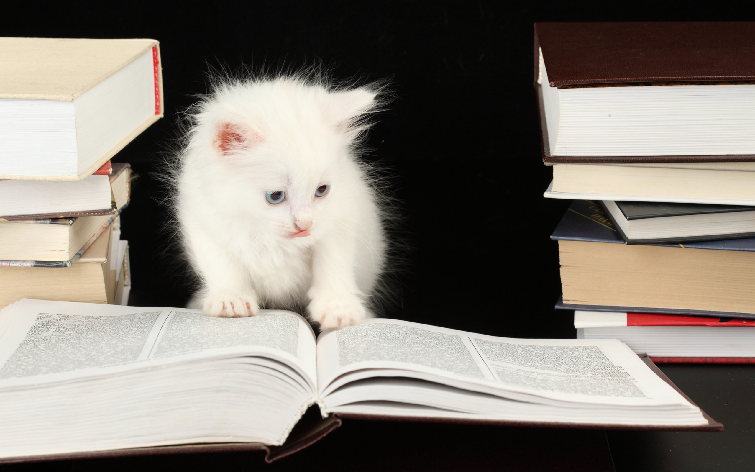 Книга котик