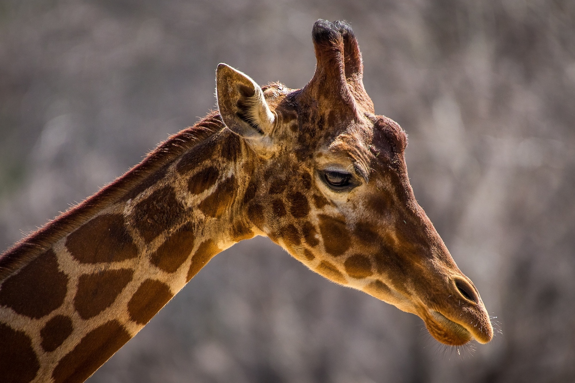 animals, muzzle, stains, spots, giraffe, profile, neck