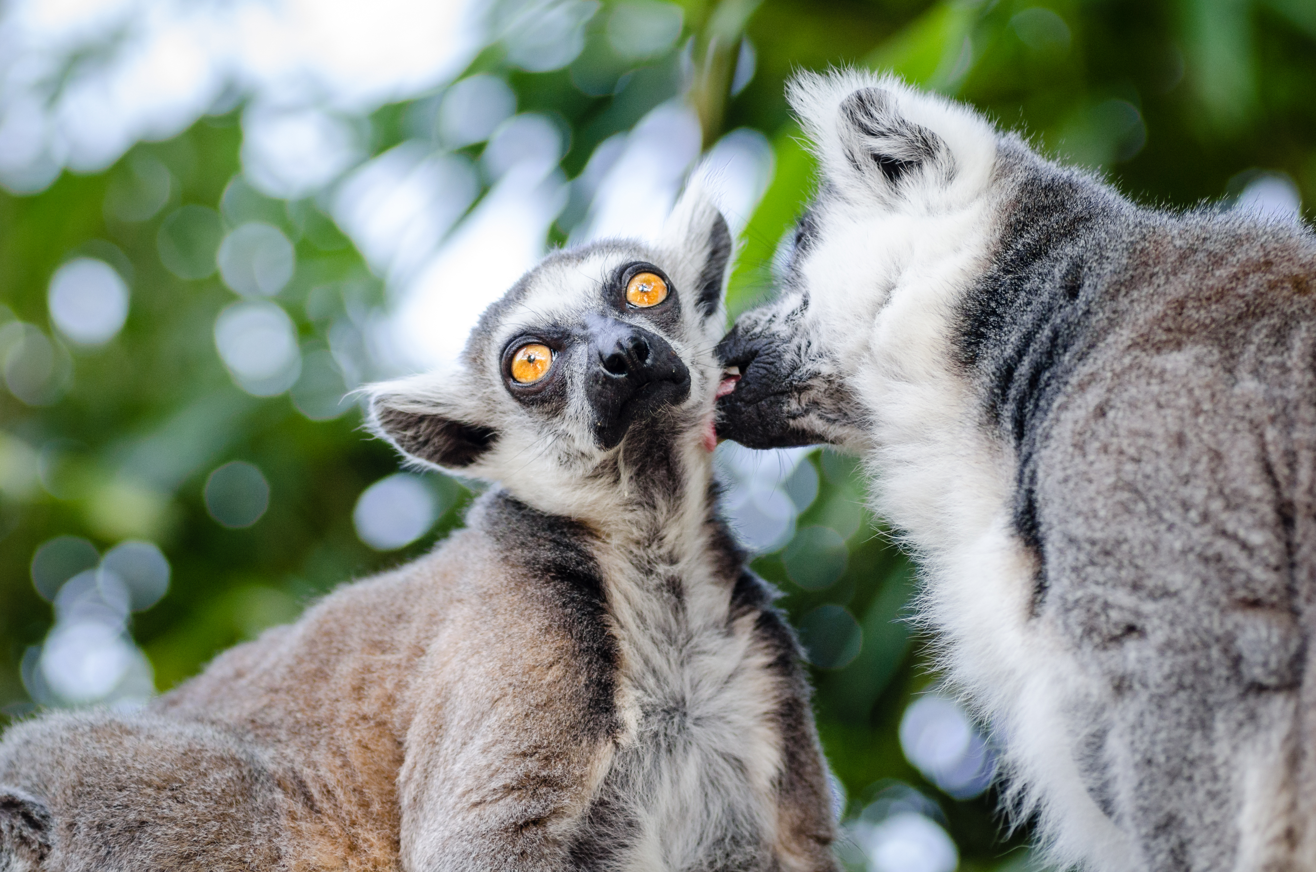 animals, lemurs, couple, pair, lick your lips, licking