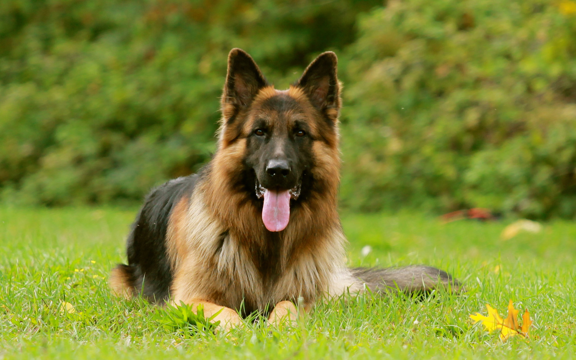 319192 descargar imagen perros, animales, pastor alemán: fondos de pantalla y protectores de pantalla gratis