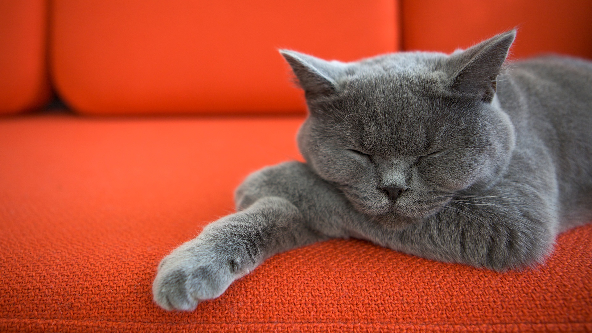 Спящий кот на диване