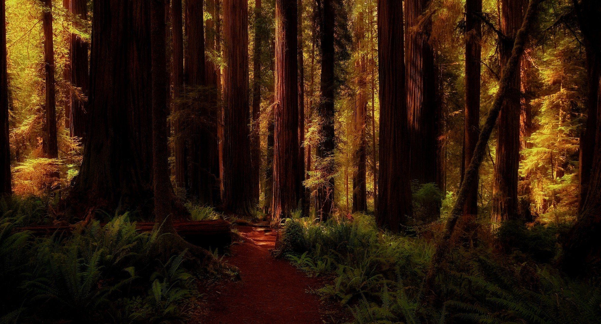 Красном лесу (Калифорния)