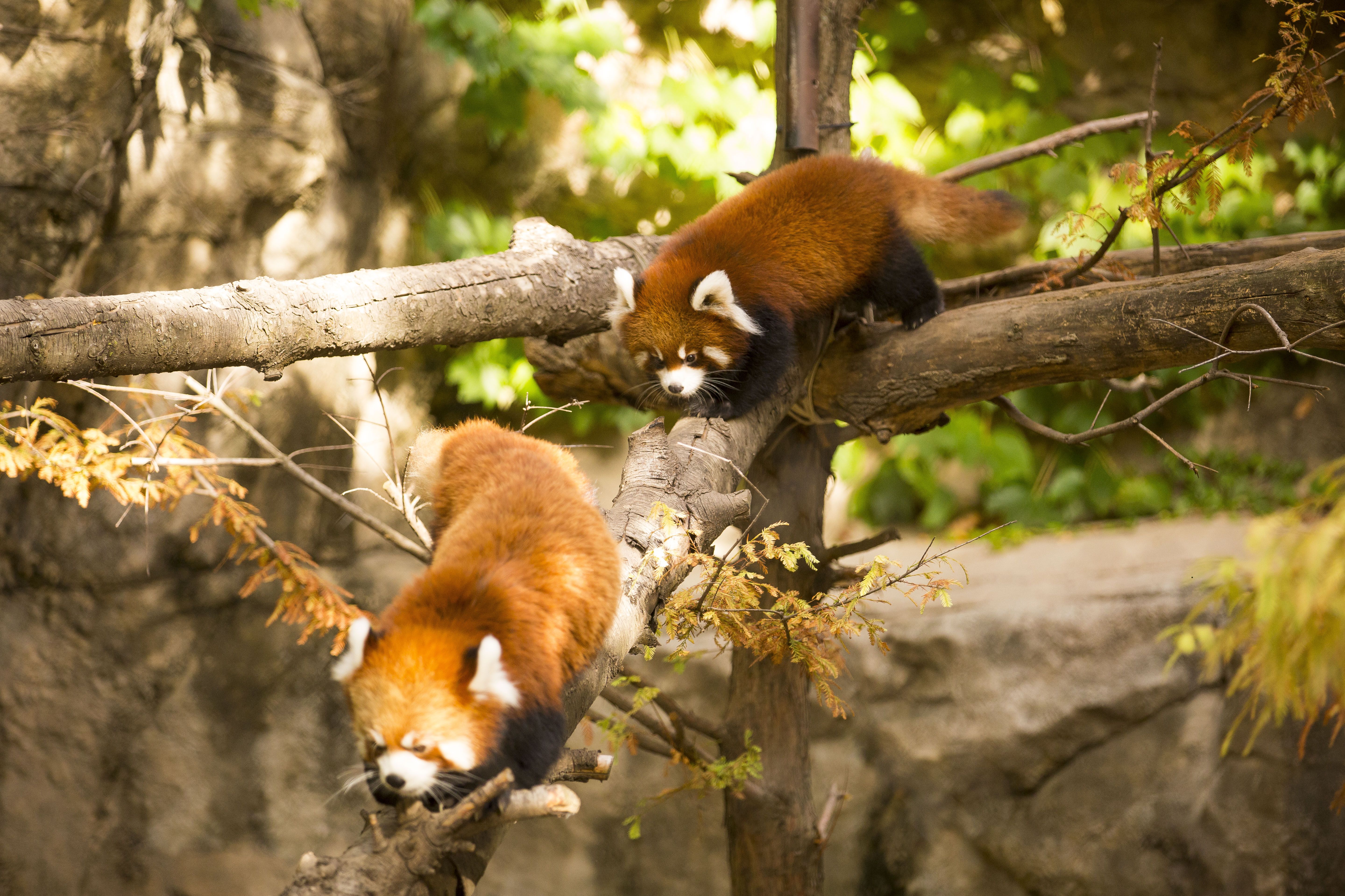 739341 Bild herunterladen tiere, kleiner panda, chicago, zoo - Hintergrundbilder und Bildschirmschoner kostenlos