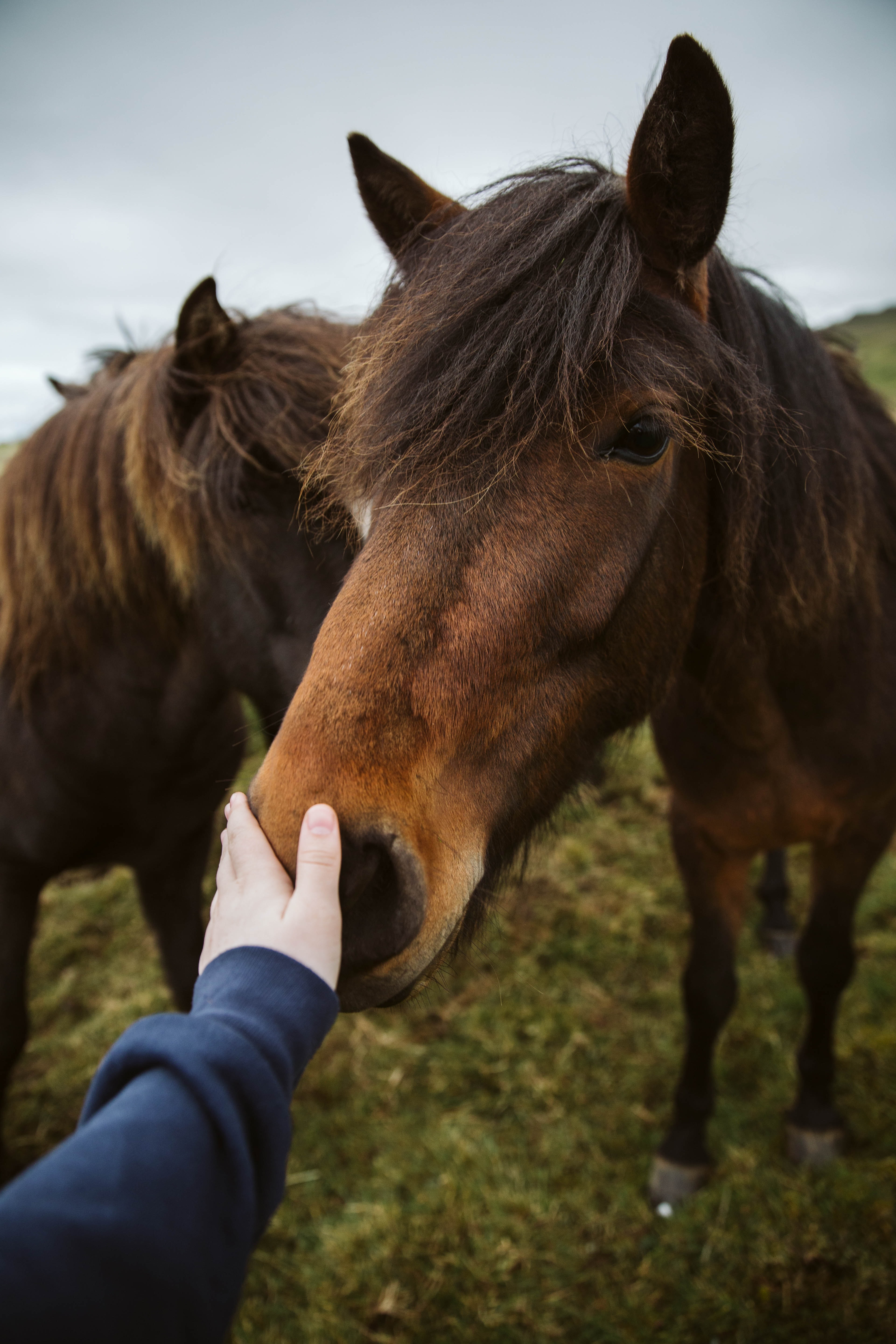 animals, hand, animal, touching, touch, horse