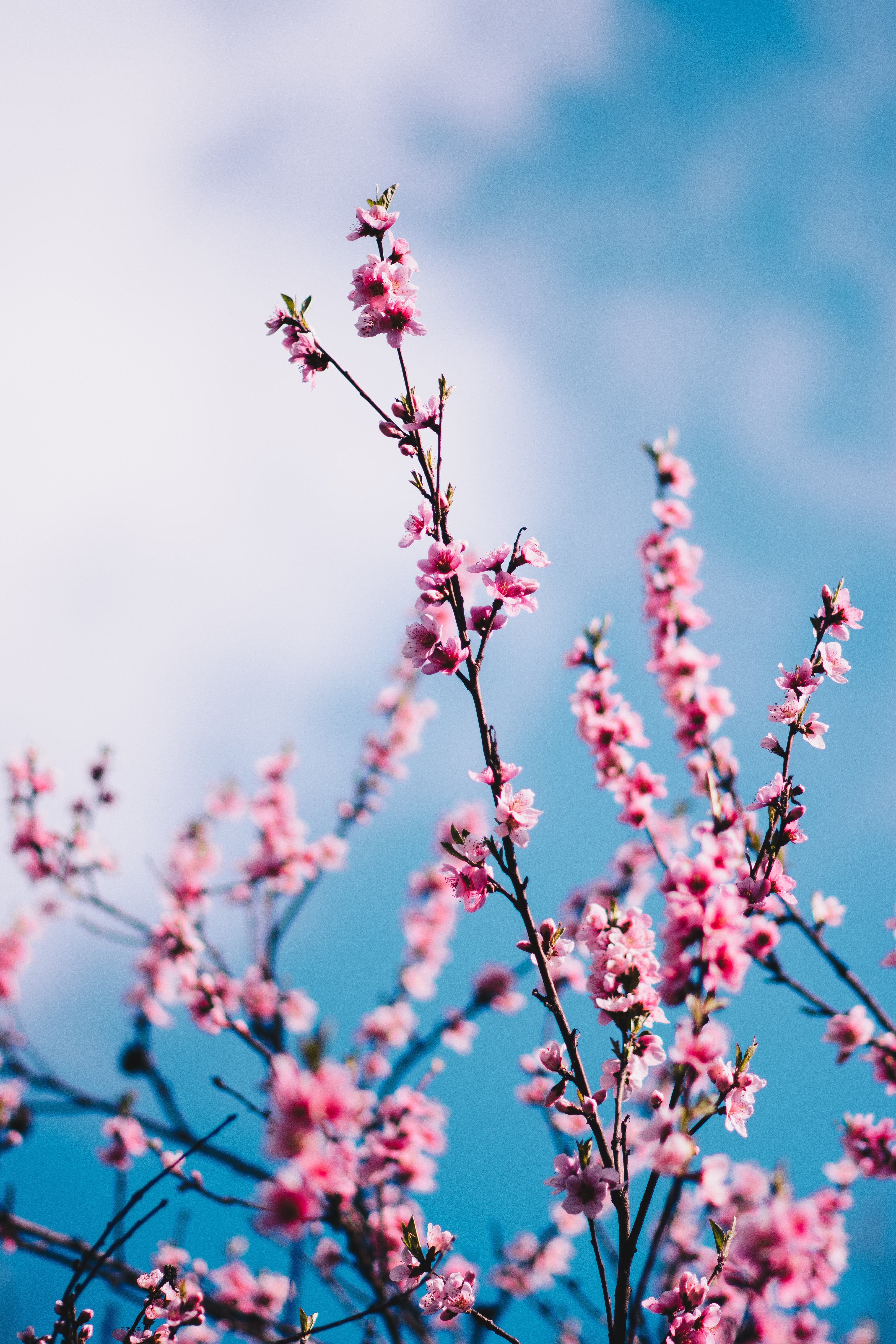 spring, sakura, clouds, flowers, sky, branches