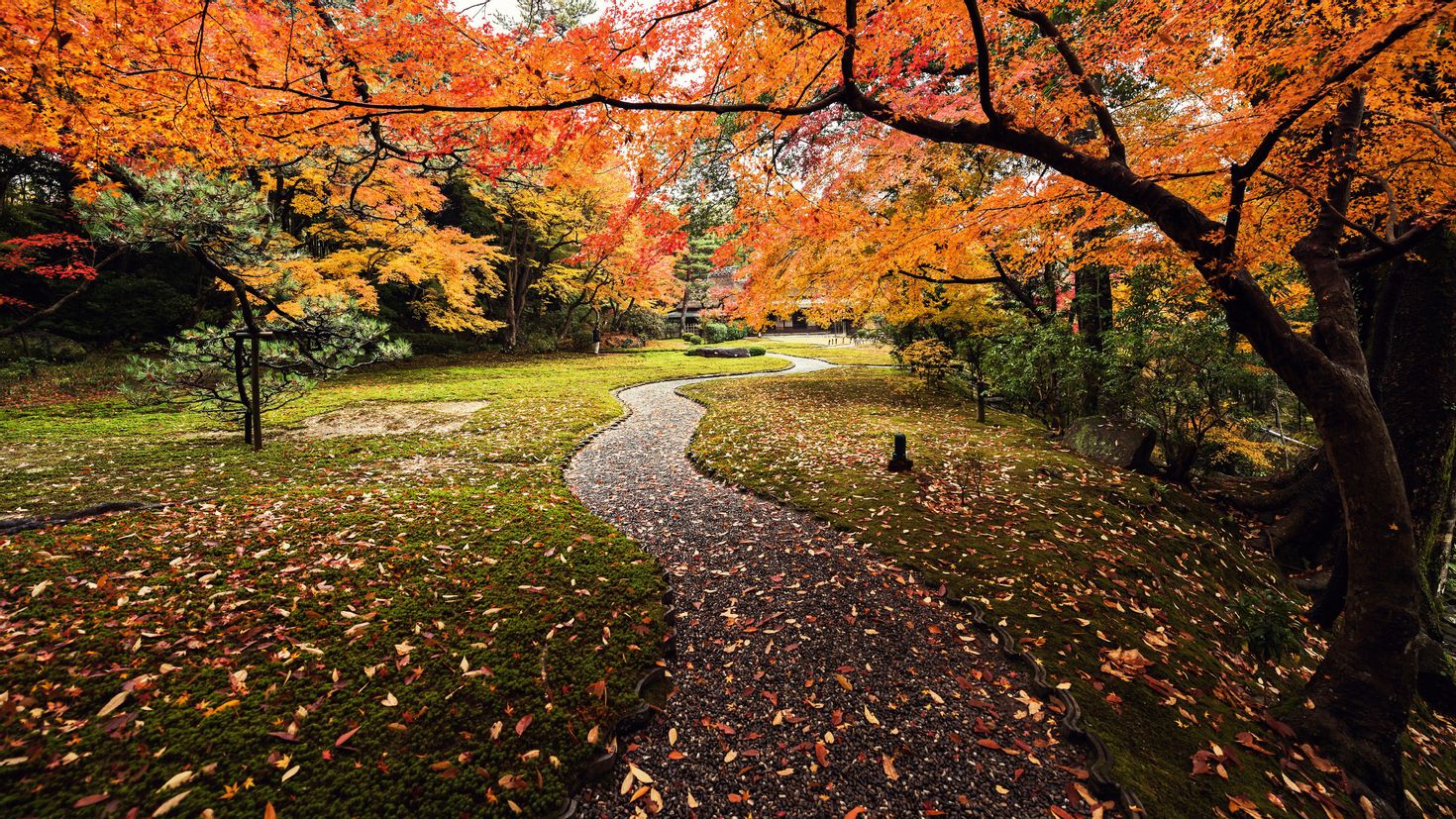 Fall. Осенний сад. Осенний парк. Осень в саду. Осень в парке.