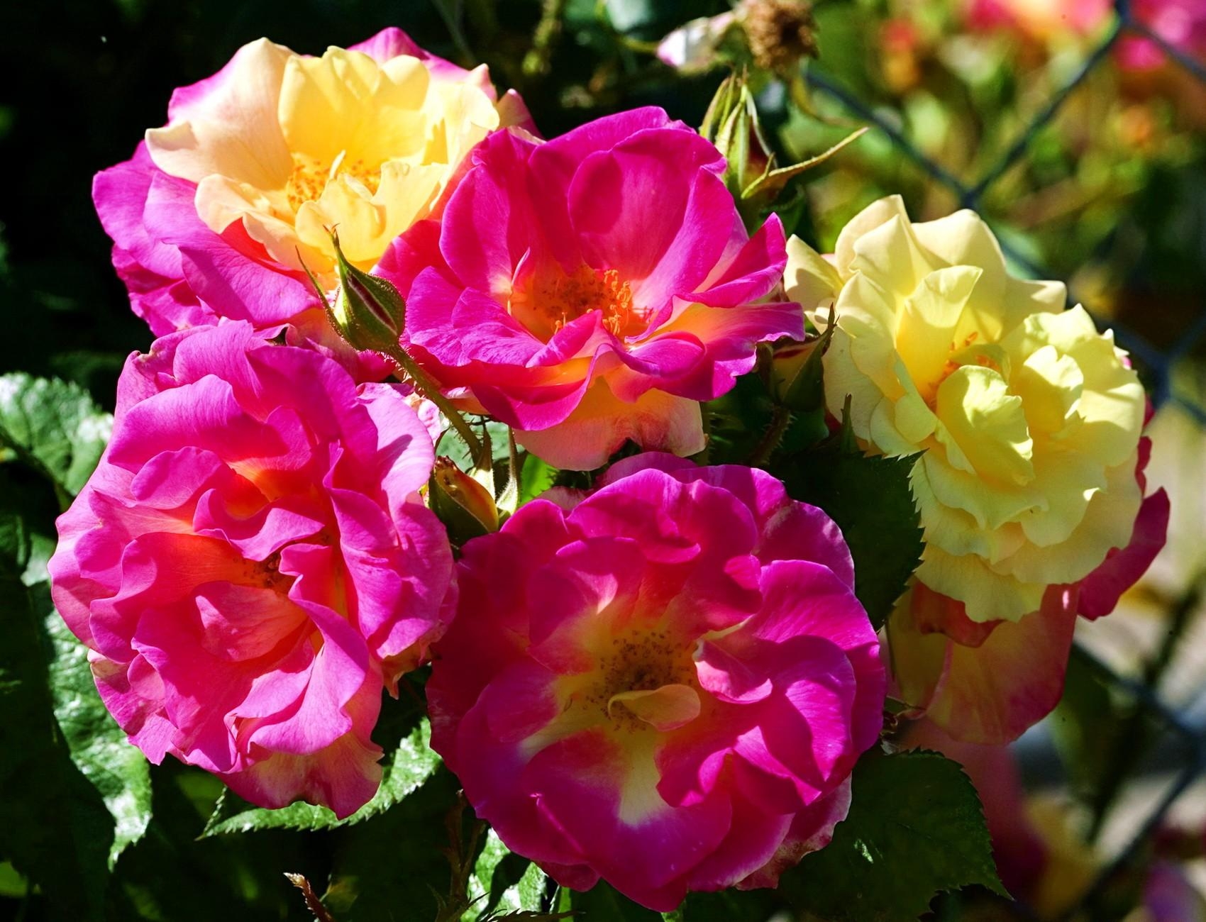 68179 скачать обои розы, крупный план, цветы, куст, садовые, ограждение - заставки и картинки бесплатно