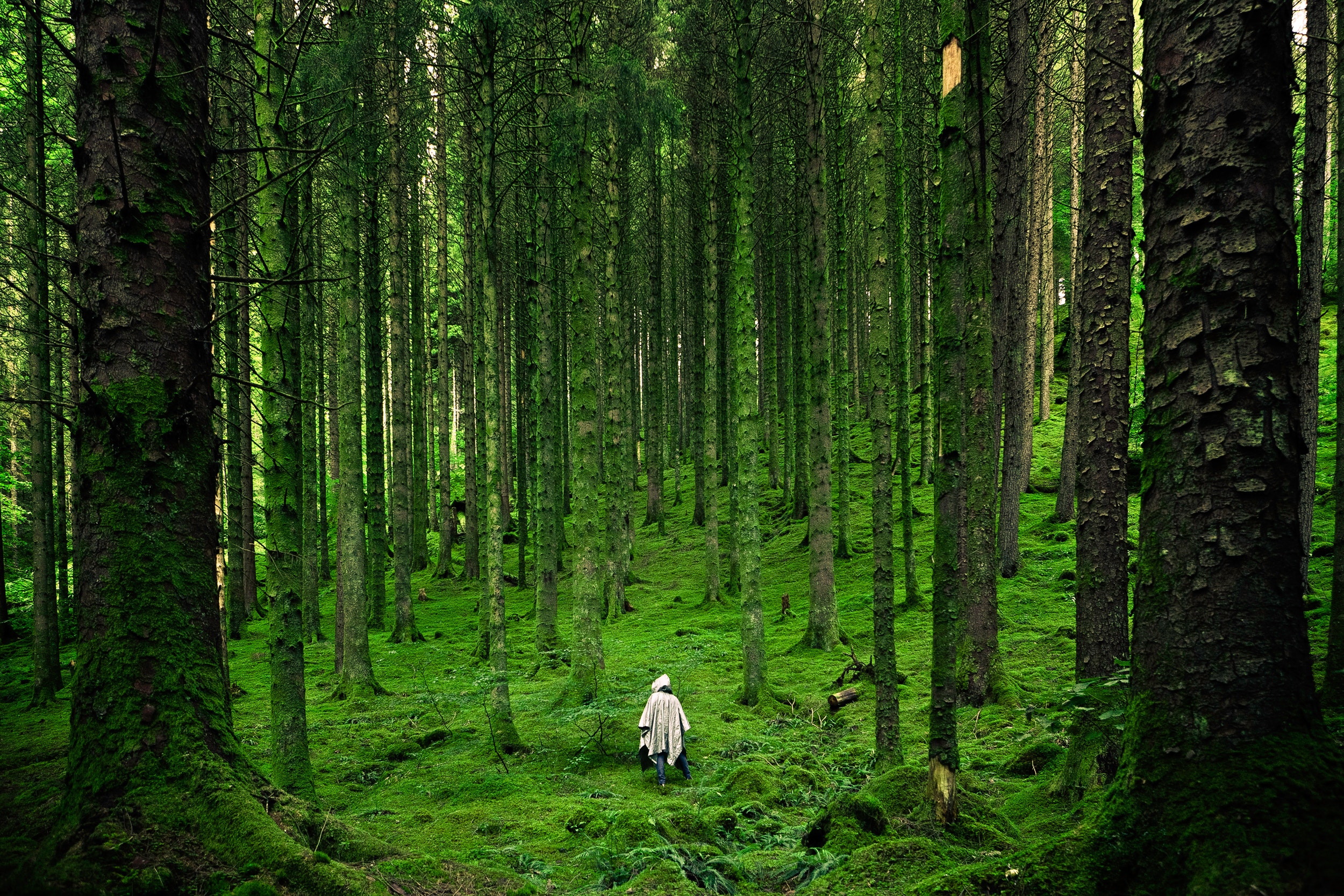 HD wallpaper person, wanderer, journey, human, trees, nature, forest, mantle