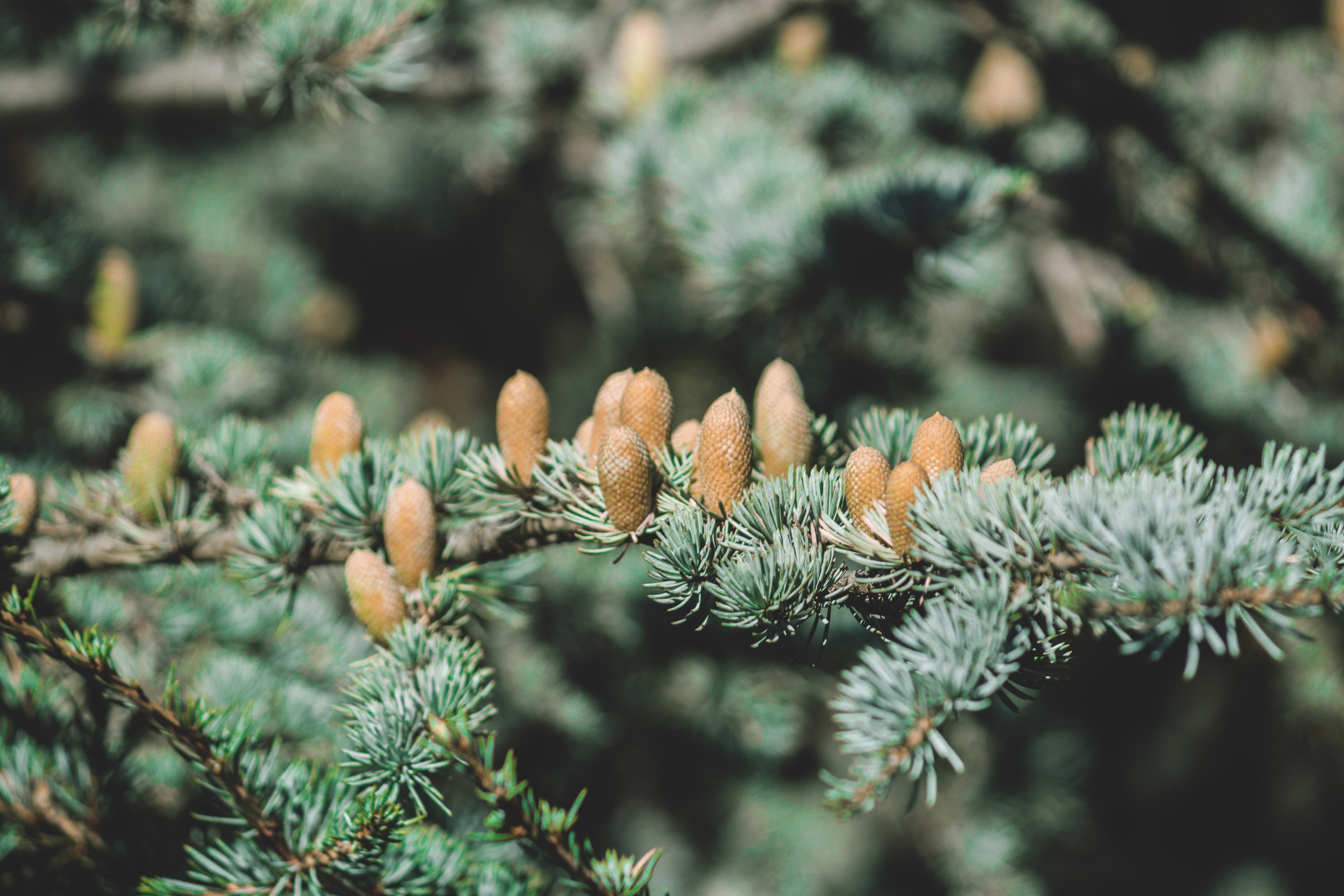 nature, cones, spruce, fir, thorns, prickles QHD