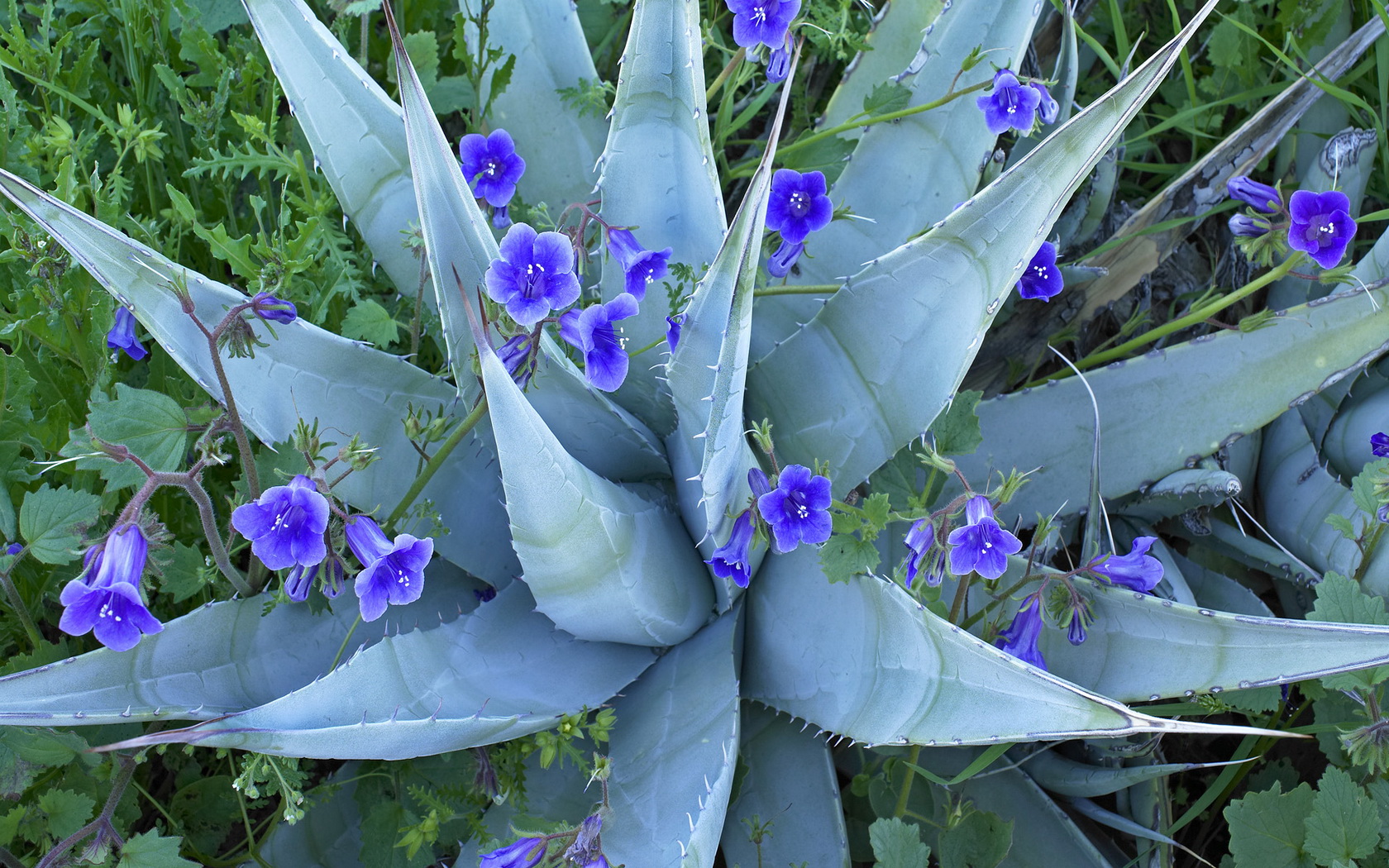 Dark Blue Toned Closeup Of Agave Cactus Revealing Abstract Natural Pattern  Background And Textures, Flower Field, Flower Meadow, Cosmos Flower  Background Image And Wallpaper for Free Download