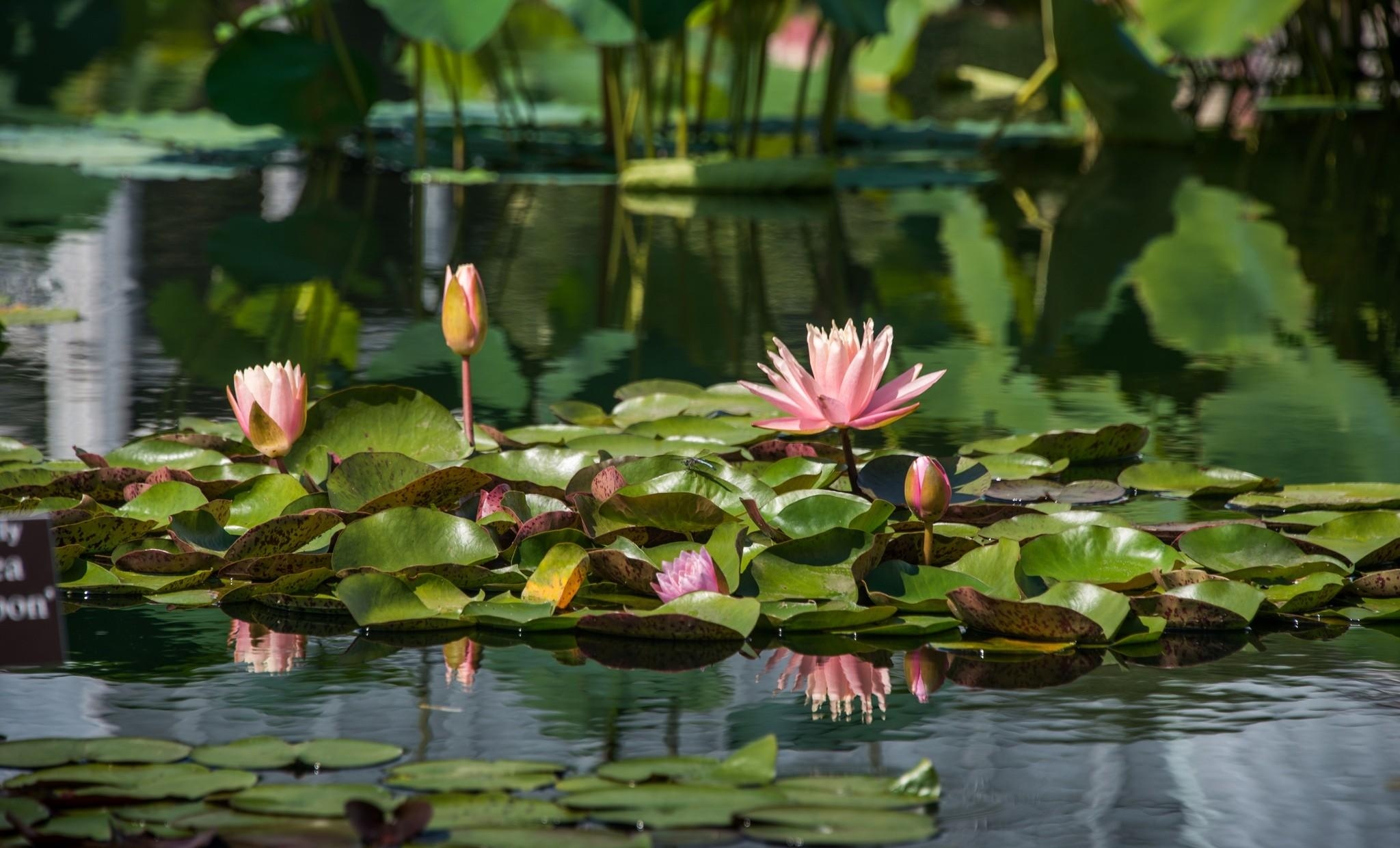 Download mobile wallpaper Reflection, Leaves, Pond, Water, Water Lilies, Flowers for free.