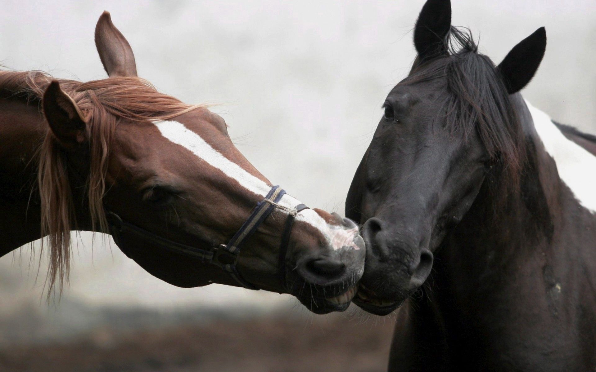 wallpapers horses, couple, colors, animals, pair, kiss, different, coloring
