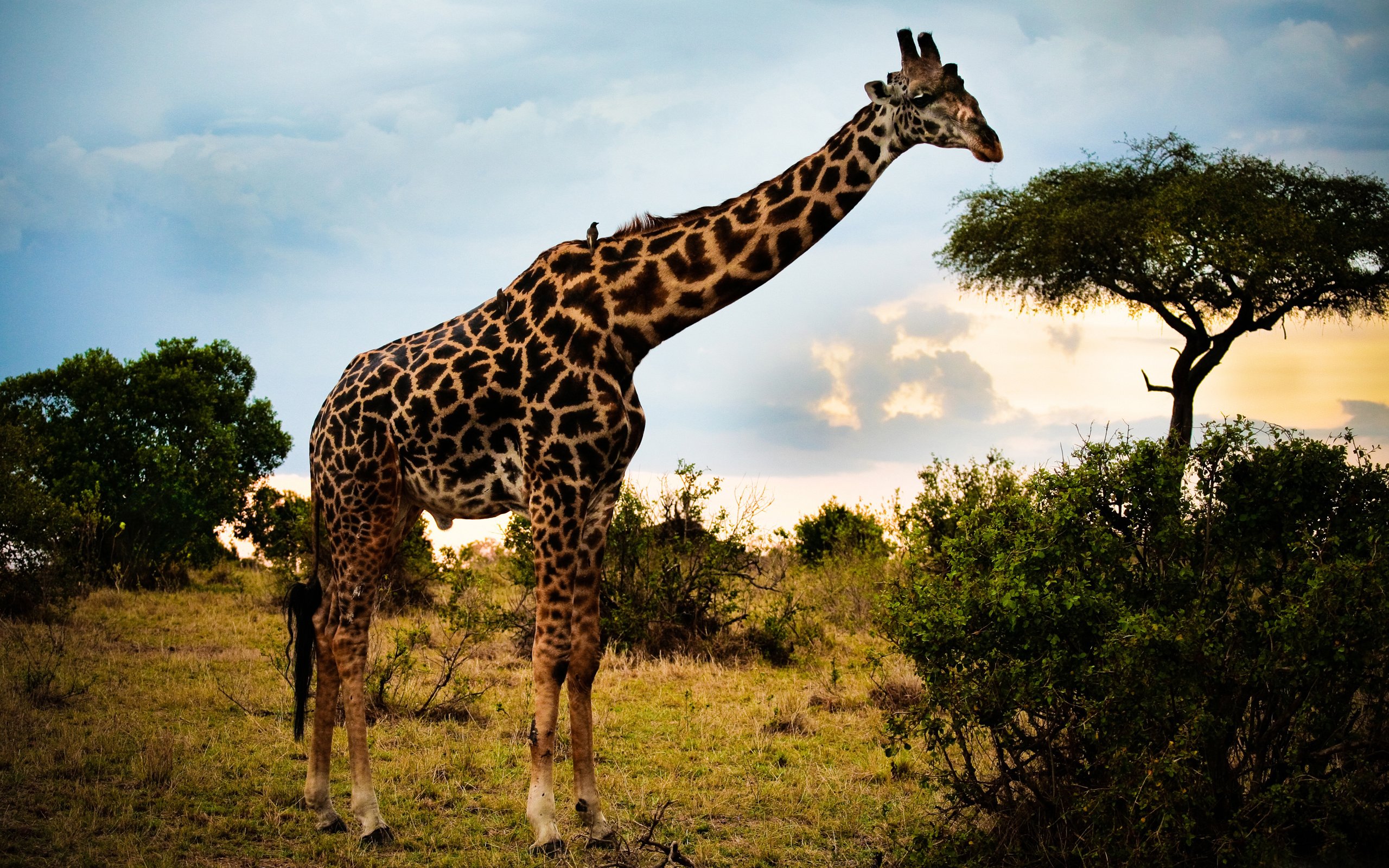 567908 descargar fondo de pantalla animales, jirafa: protectores de pantalla e imágenes gratis