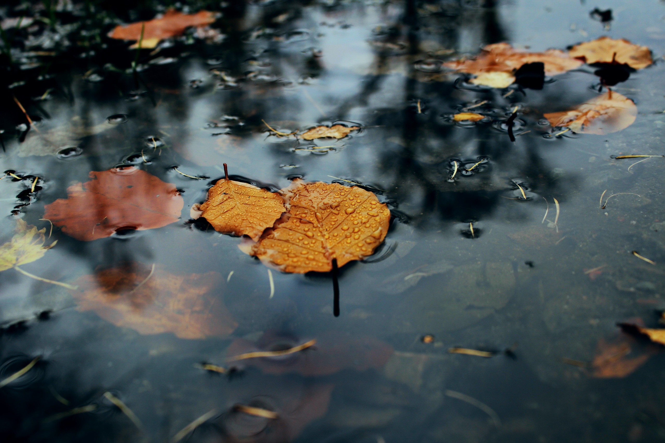 Download mobile wallpaper Nature, Water, Leaf, Fall, Earth for free.