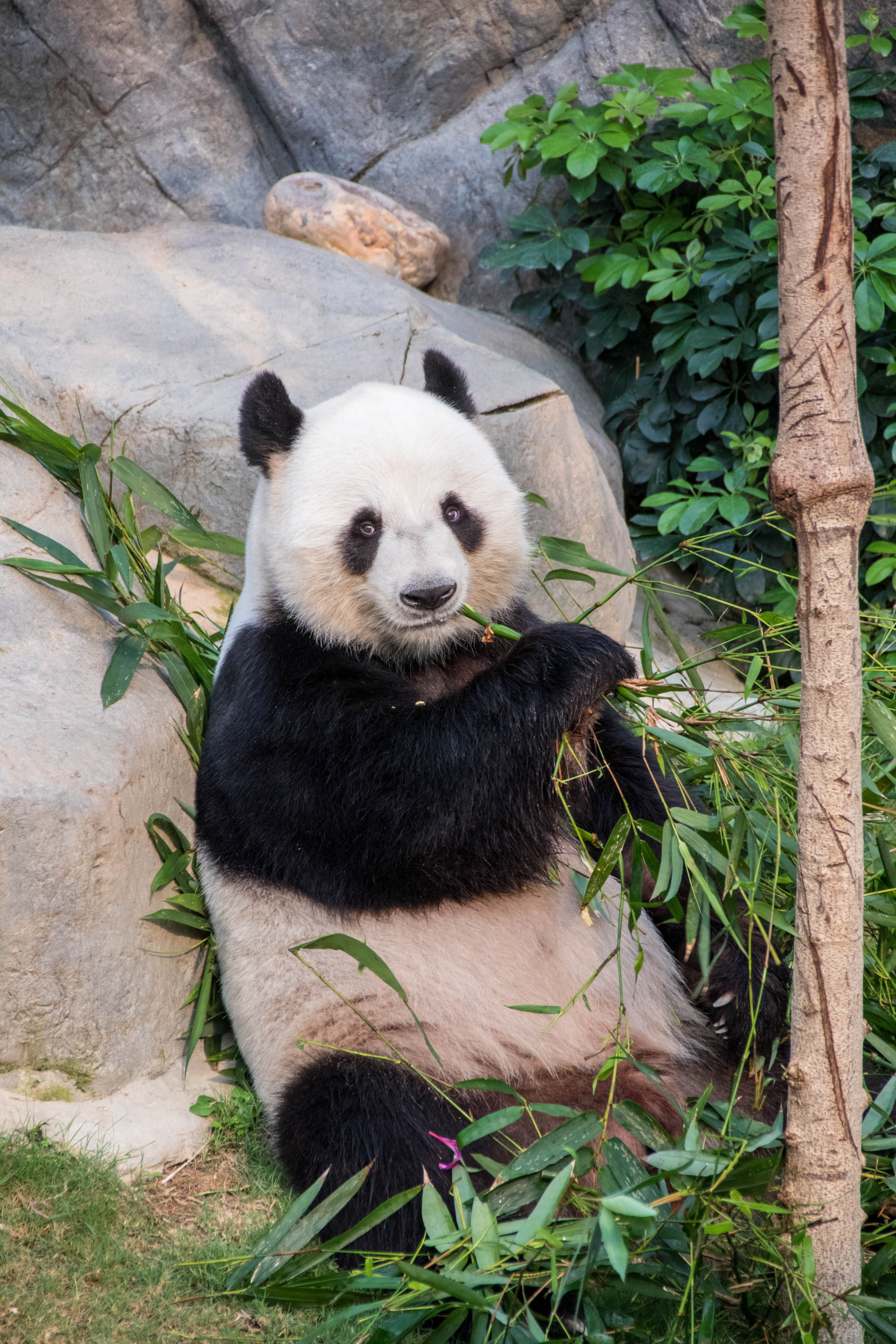 panda, animals, branches, animal, bamboo 8K