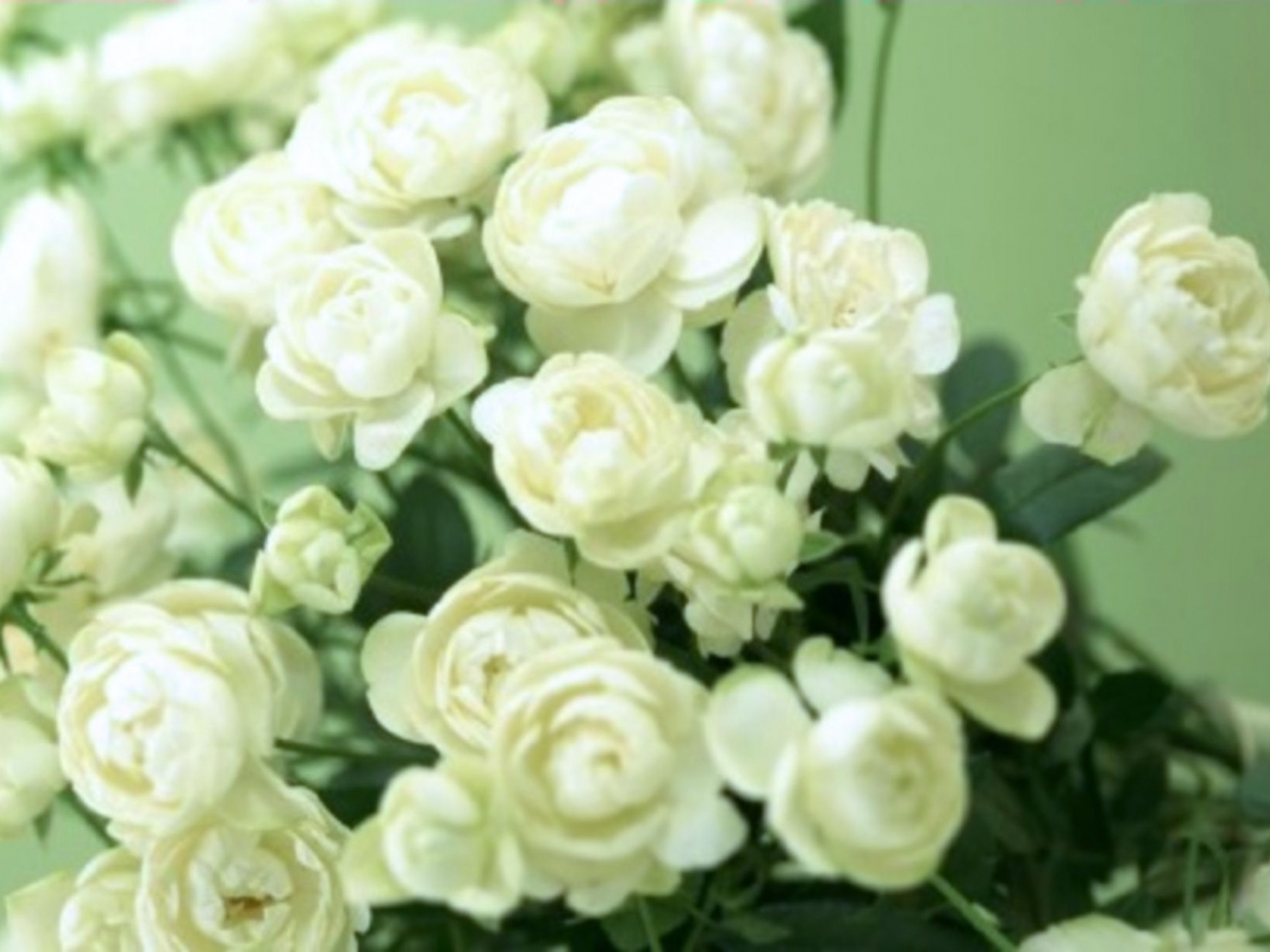 在您的 PC 桌面上免費下載 植物, 花卉, 玫瑰 圖片