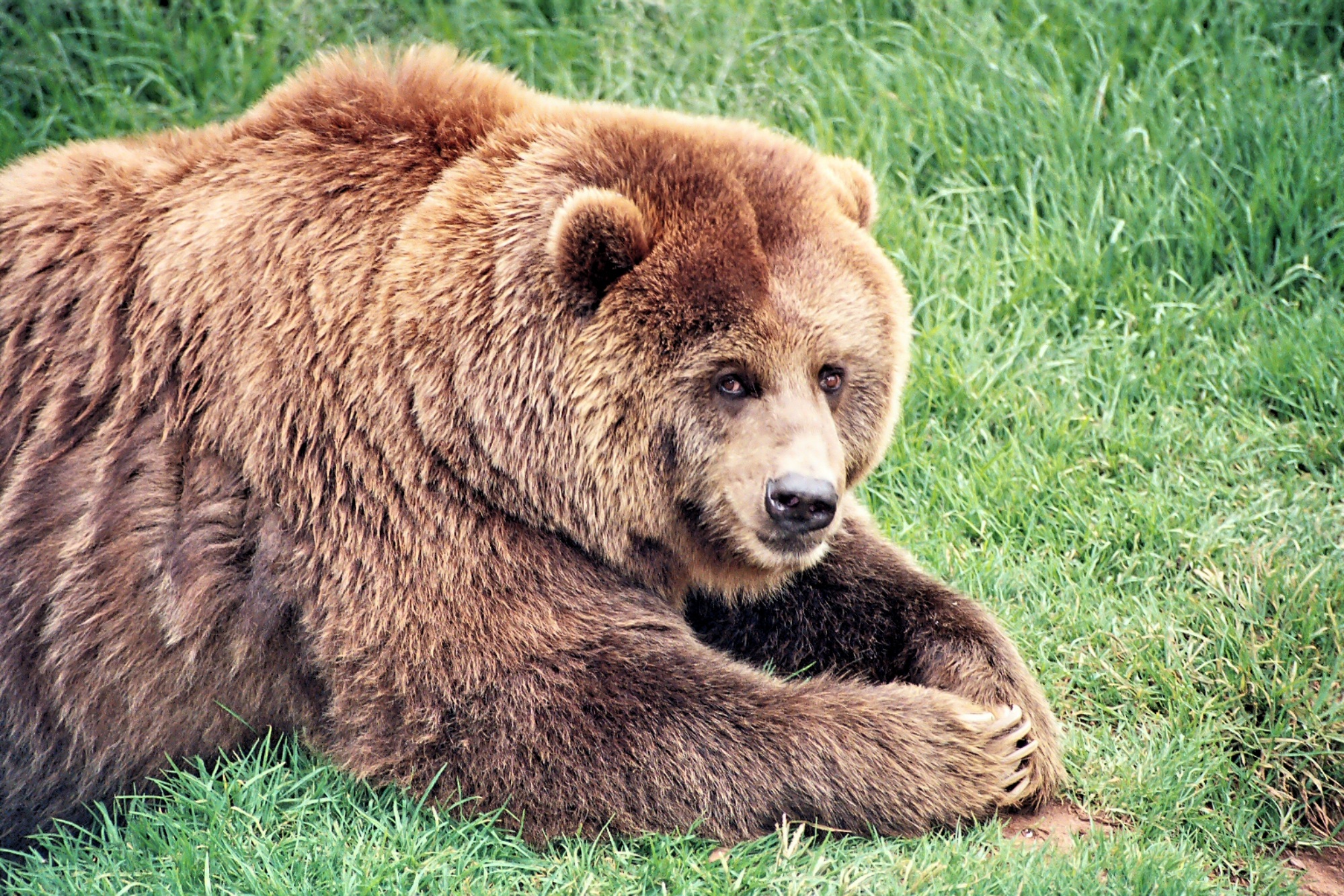 Download mobile wallpaper Fat, Thick, Animals, Brown Bear, Grass, Bear for free.