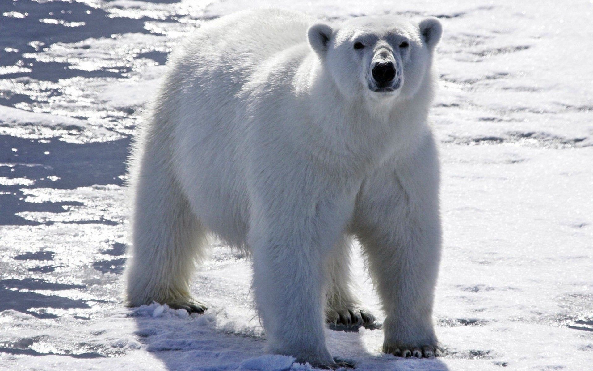 Образ жизни белого медведя