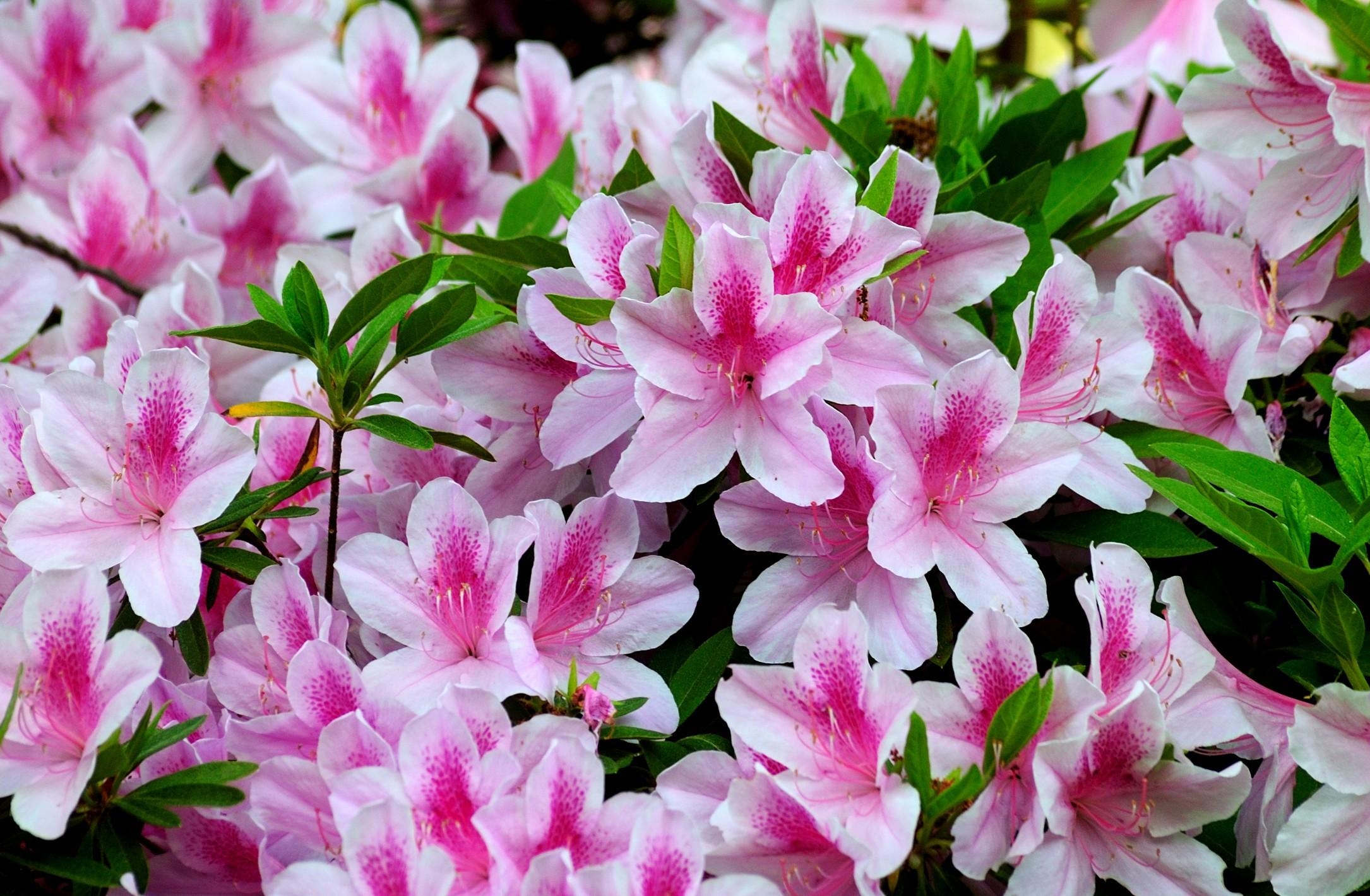 bicolor, flowers, bright, close up, bloom, flowering, azalea, two color