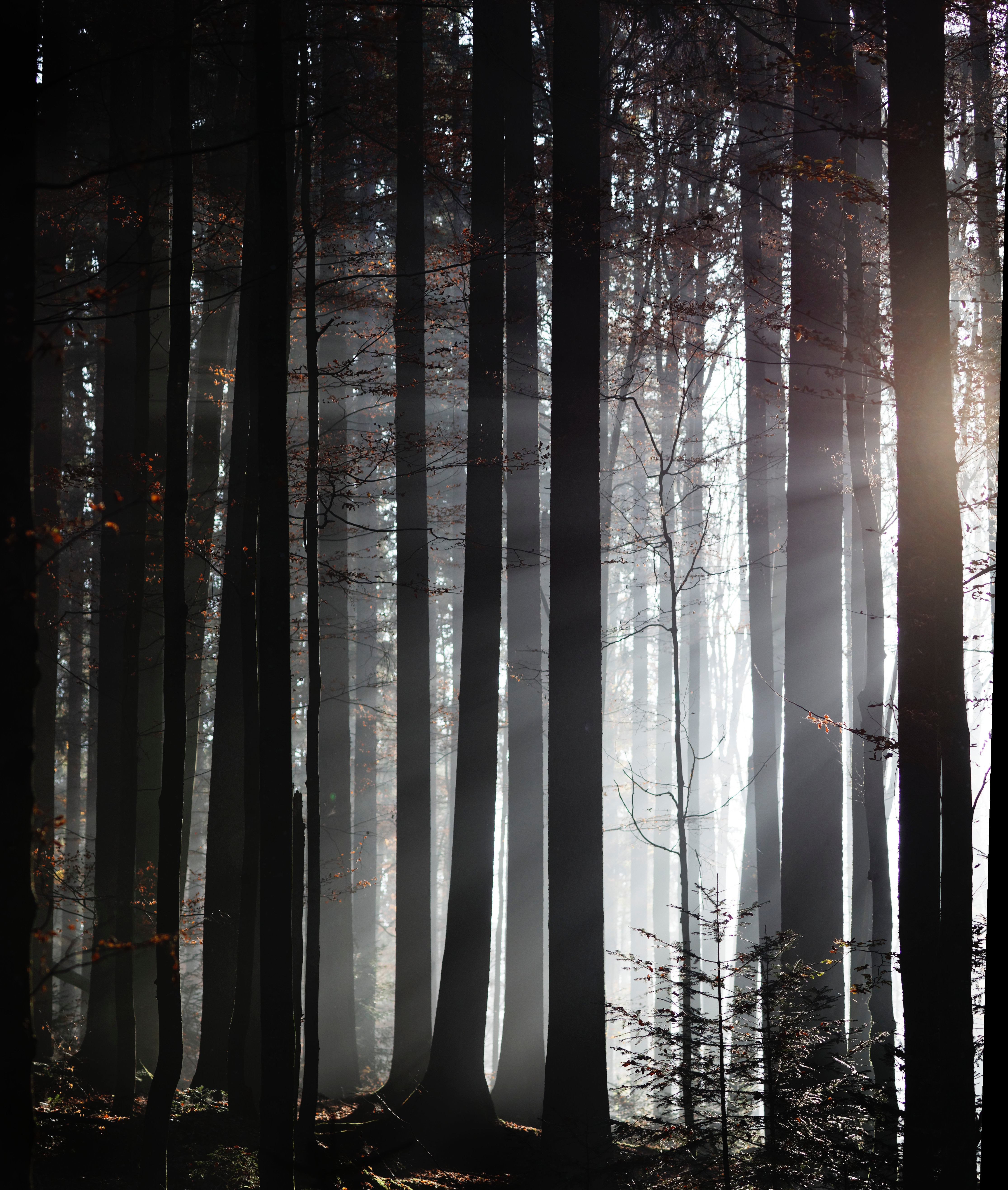 Free download wallpaper Trees, Fog, Dusk, Sunlight, Nature, Twilight, Forest on your PC desktop