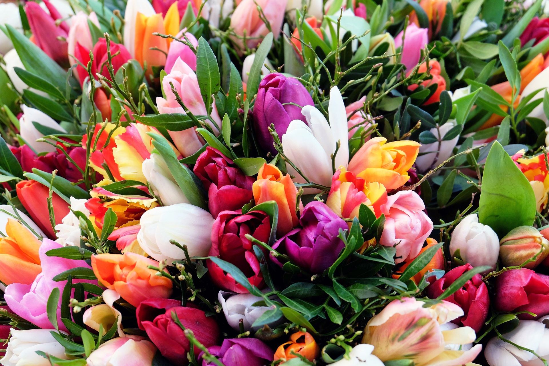 Мелкоцветные тюльпаны