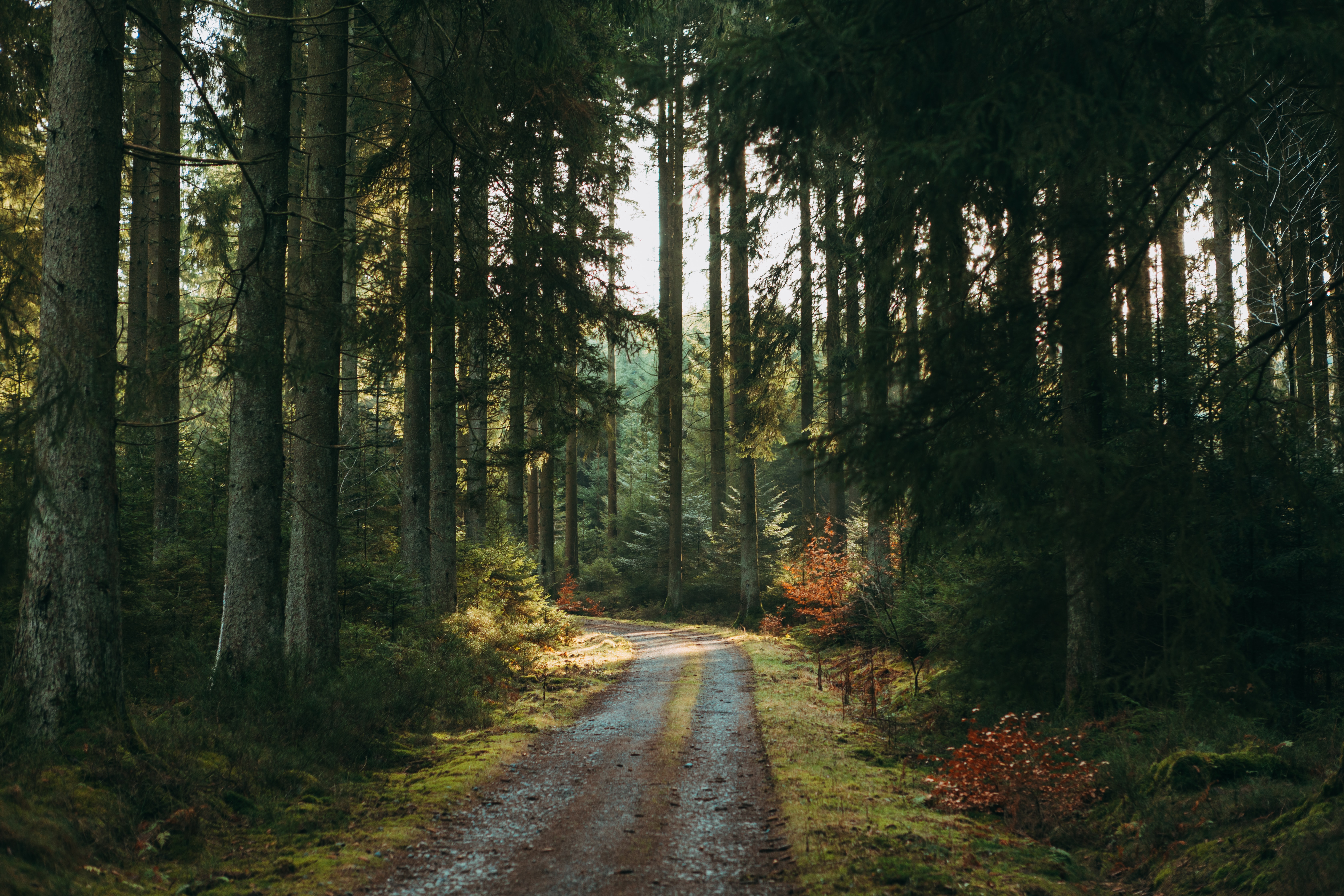 road, nature, trees, pine, forest download HD wallpaper