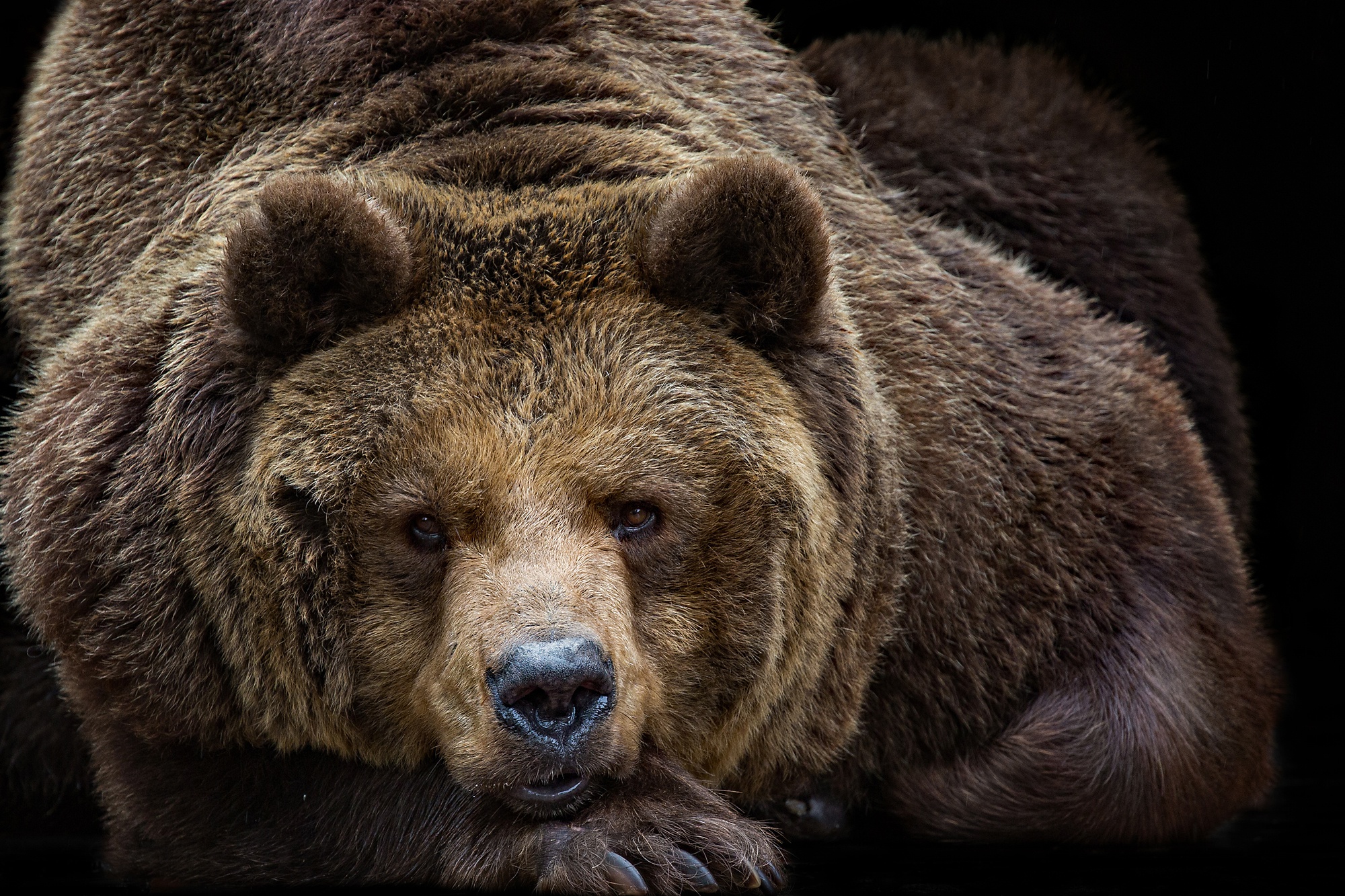 Бурый медведь на Чукотке