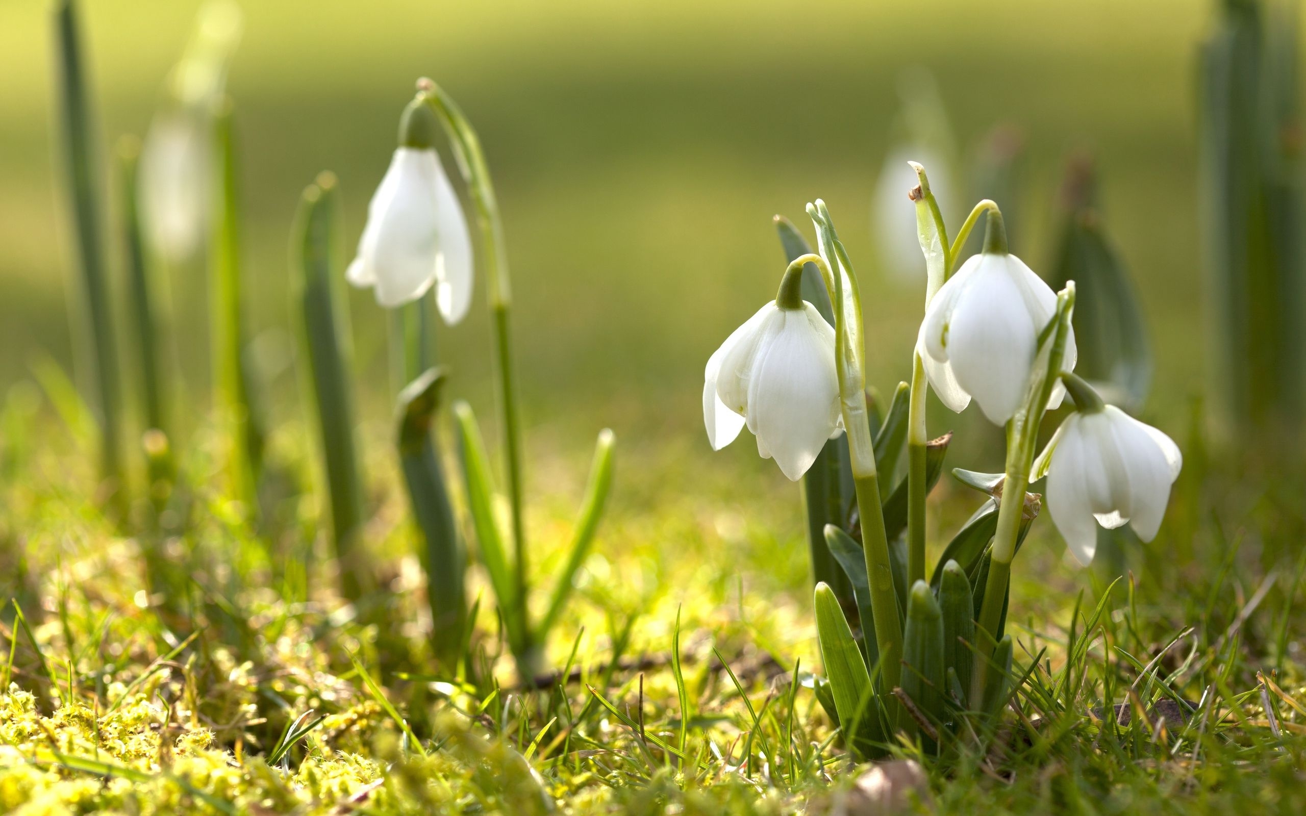 Snowdrops Wallpapers  Top Free Snowdrops Backgrounds  WallpaperAccess