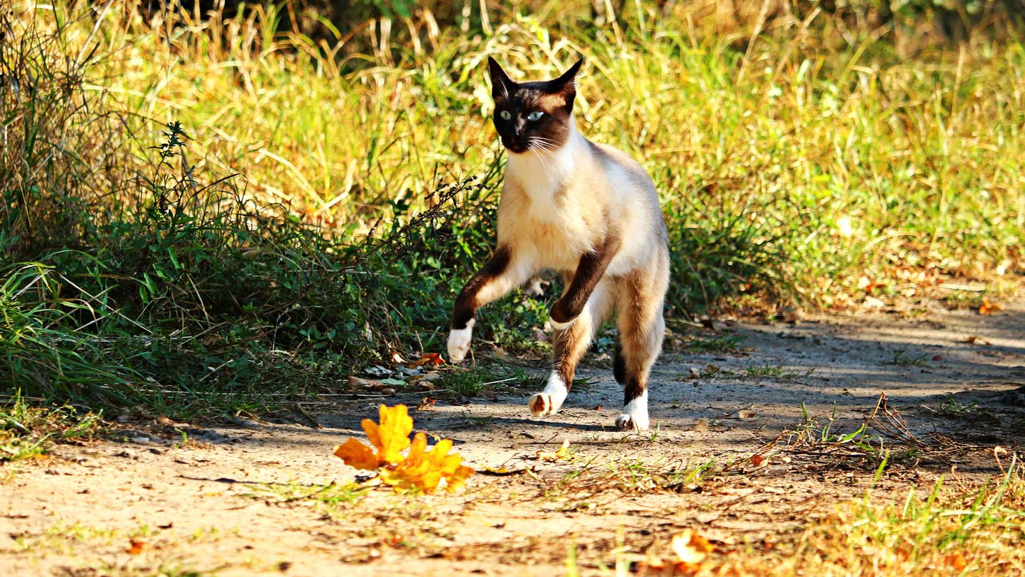 Run away from catnap. Кот бежит. Кошка в прыжке. Сиамская кошка в прыжке. Коты бегут.