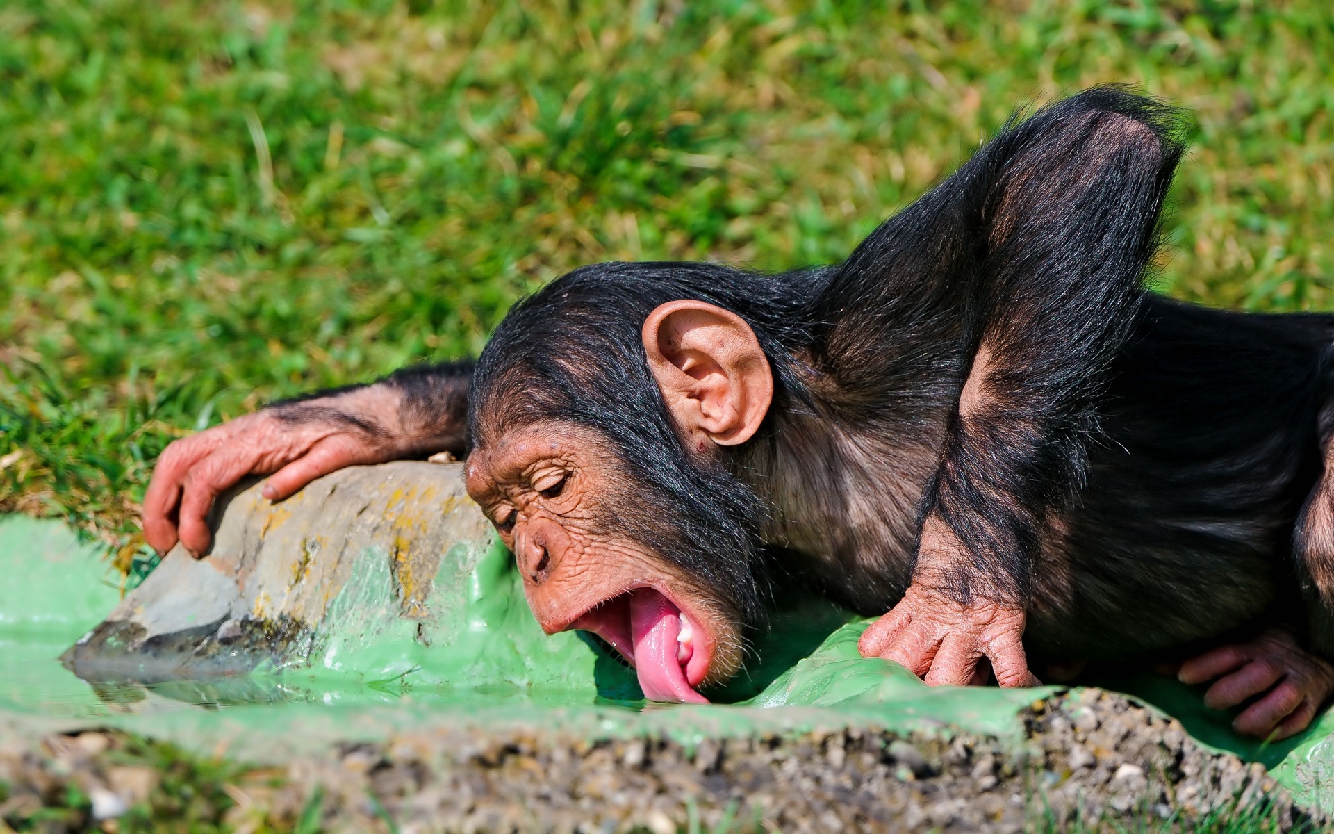 chimpanzee, animal, monkeys