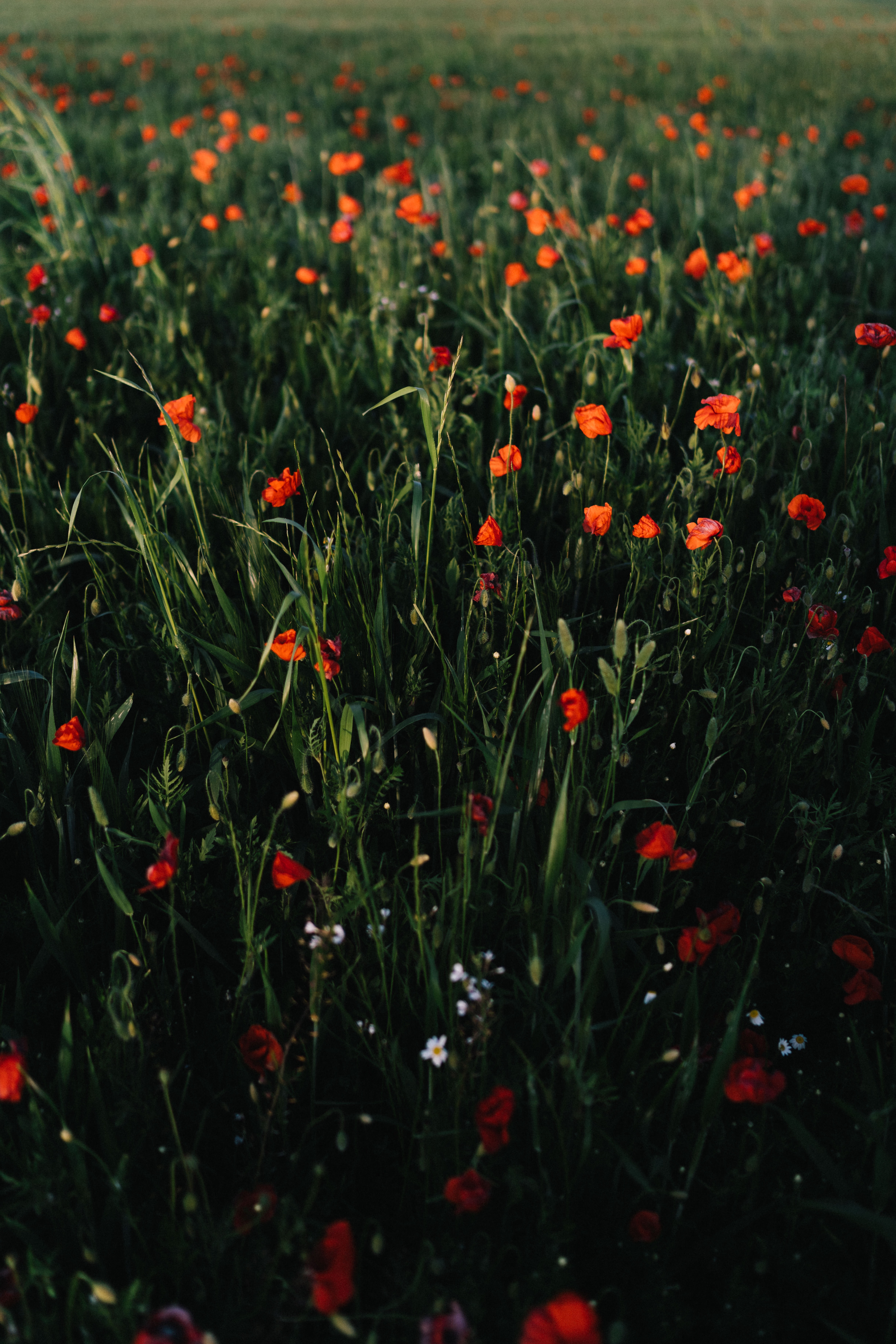 grass, flowers, poppies, field, spaciousness, scope