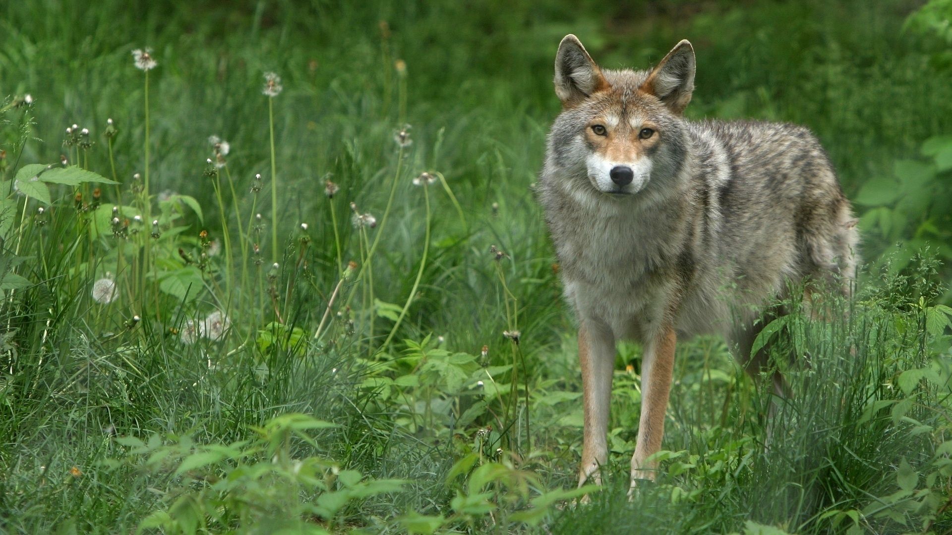 Download mobile wallpaper Grass, Grey Wolf, Animals, Dandelions for free.