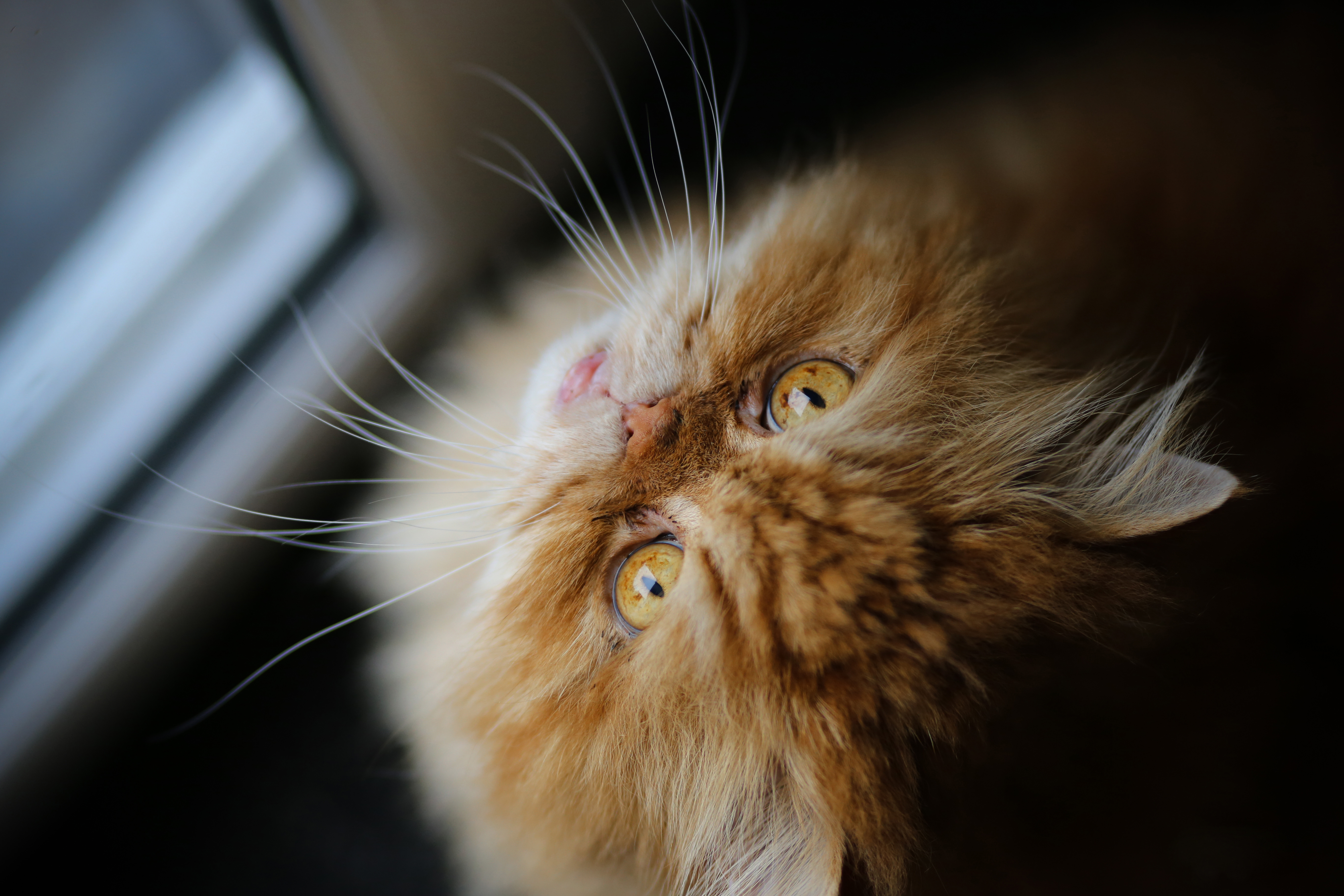 390850 Bild herunterladen tiere, katze, persische katze, katzen - Hintergrundbilder und Bildschirmschoner kostenlos