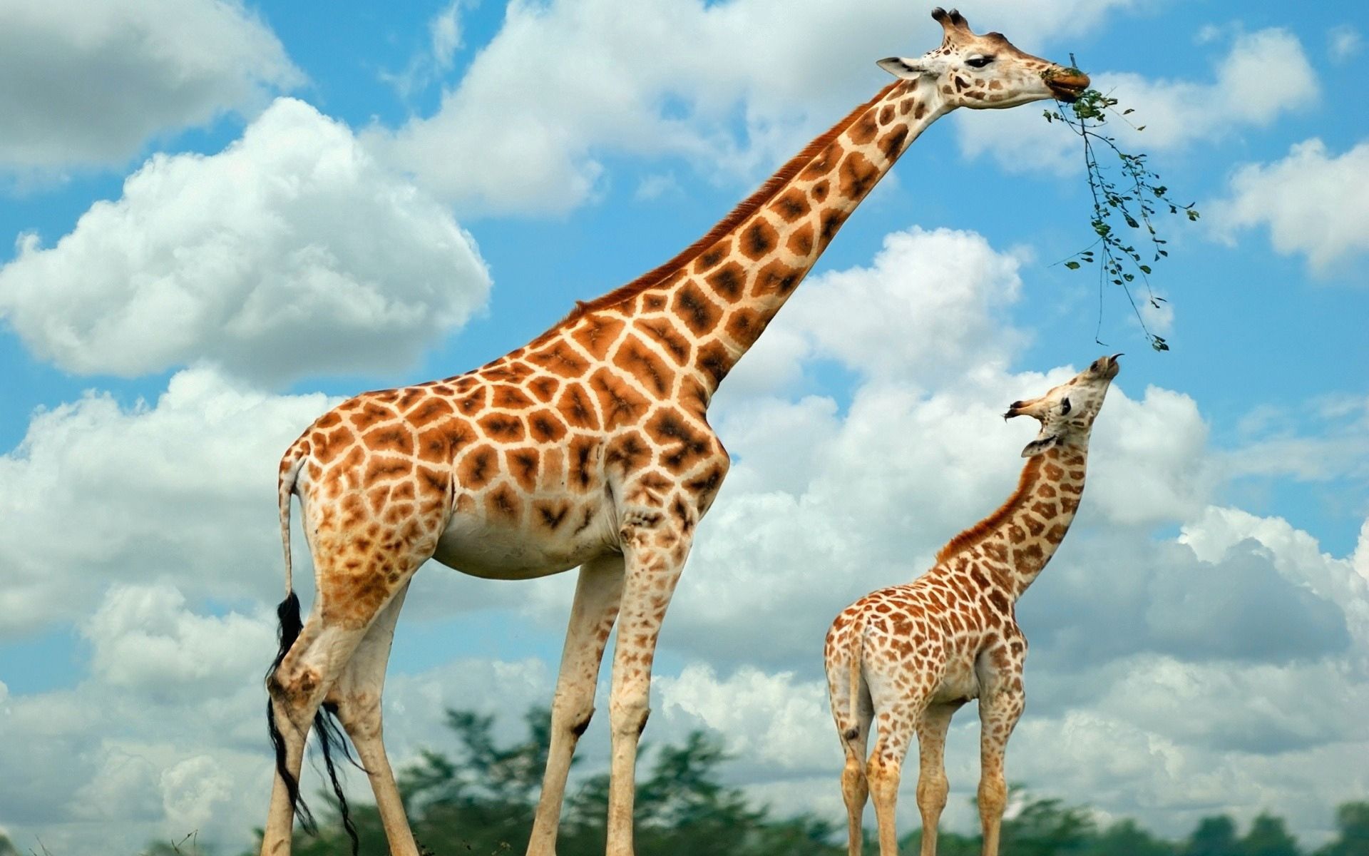 Download mobile wallpaper Nature, Stroll, Animals, Giraffe, Food for free.