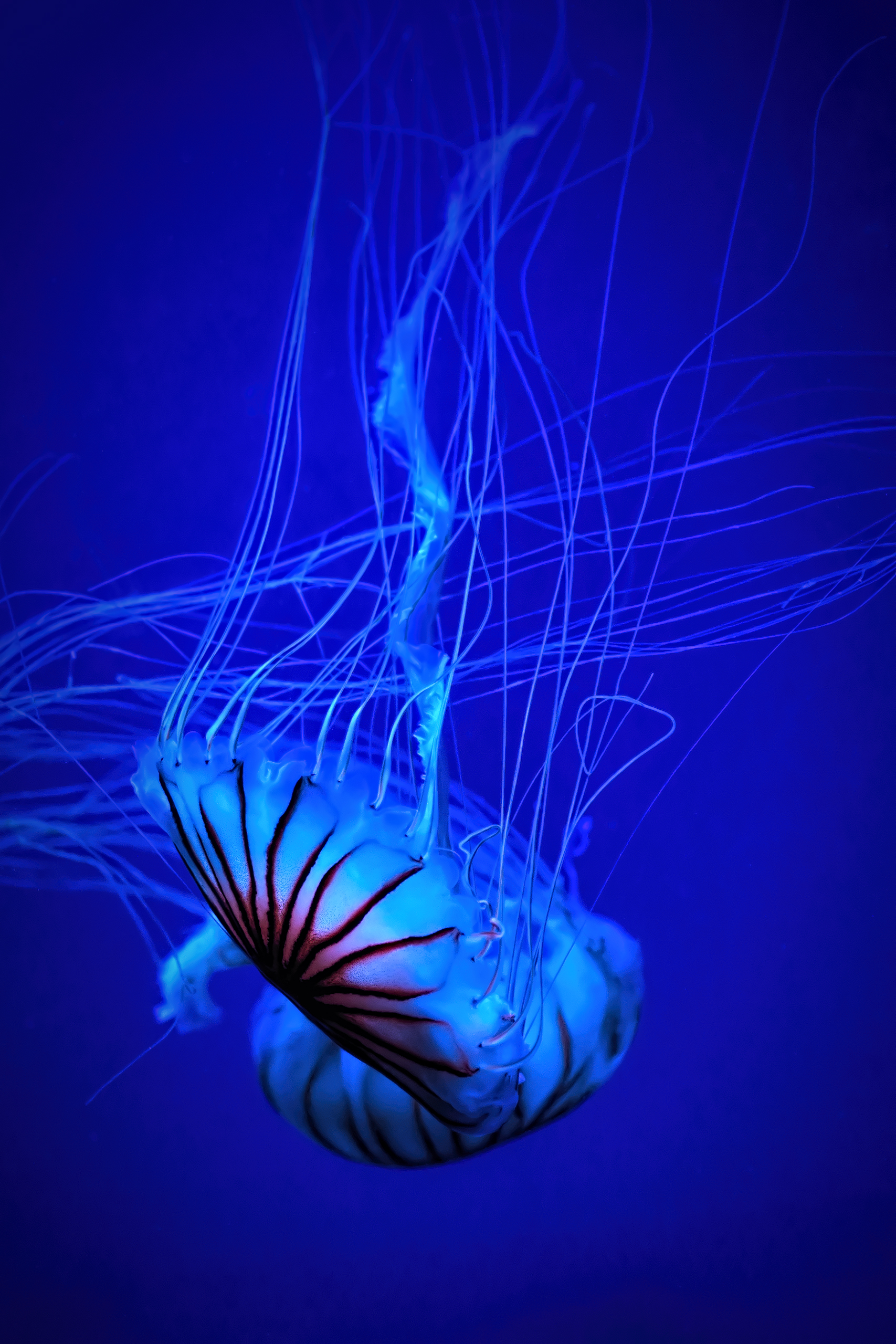 無料モバイル壁紙動物, 水, 青い, 美しい, 綺麗な, 水母, 触手, クラゲをダウンロードします。