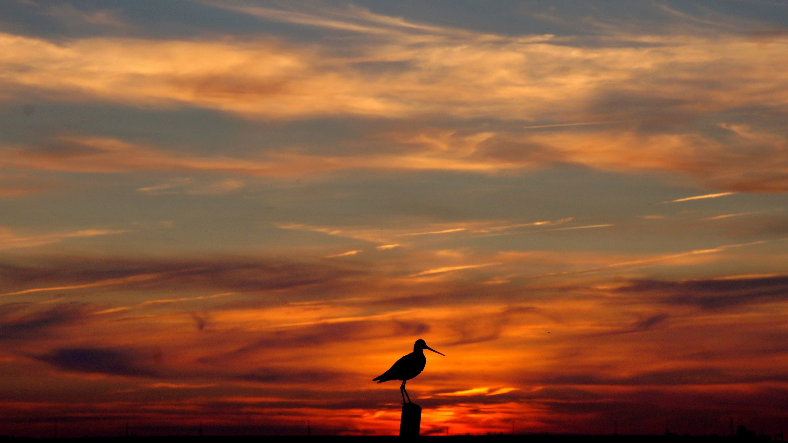 Download mobile wallpaper Sky, Outlines, Nature, Sunset, Bird, Evening for free.