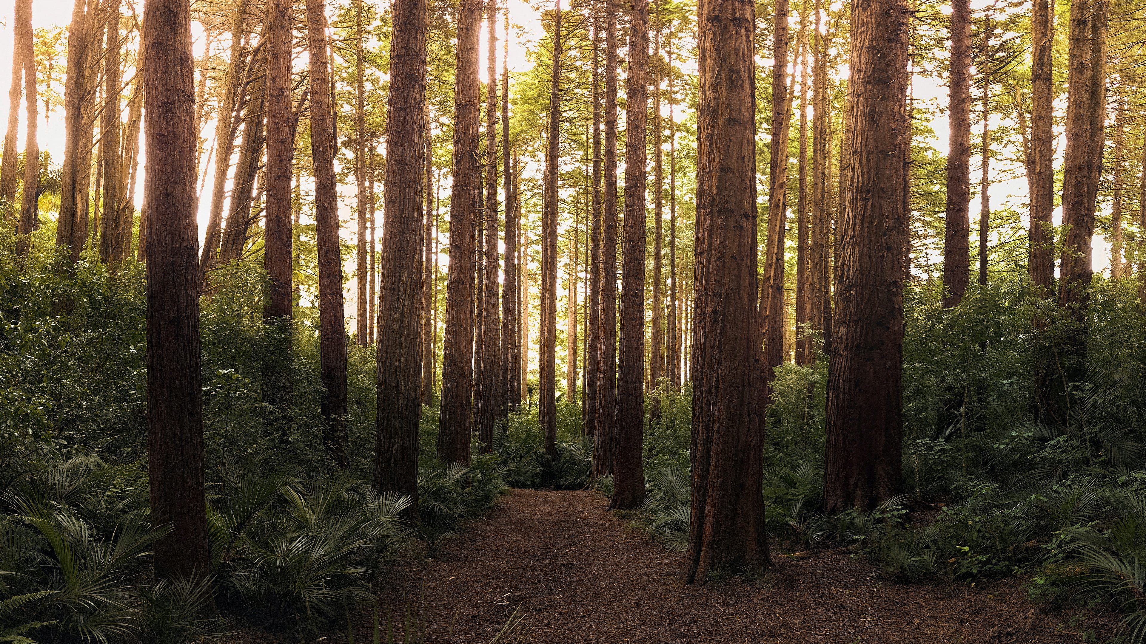 redwood, earth, path, bush, forest, thicket